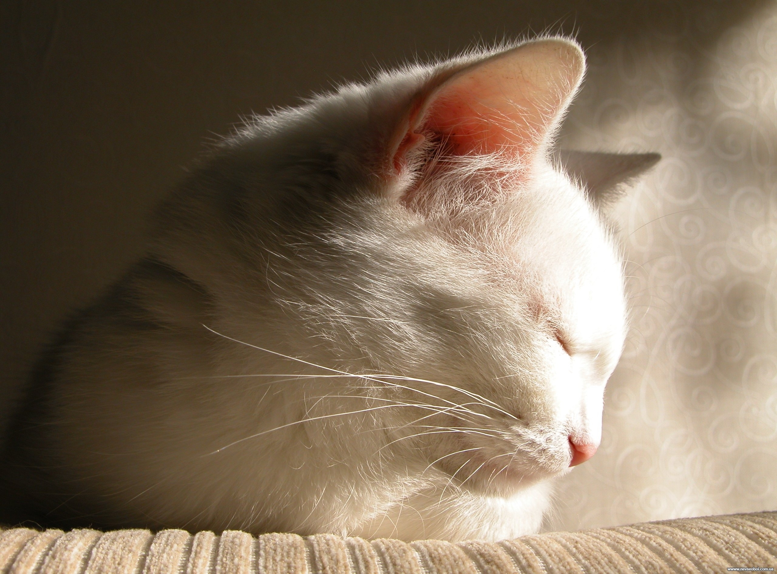 Baixe gratuitamente a imagem Animais, Gatos, Gato na área de trabalho do seu PC