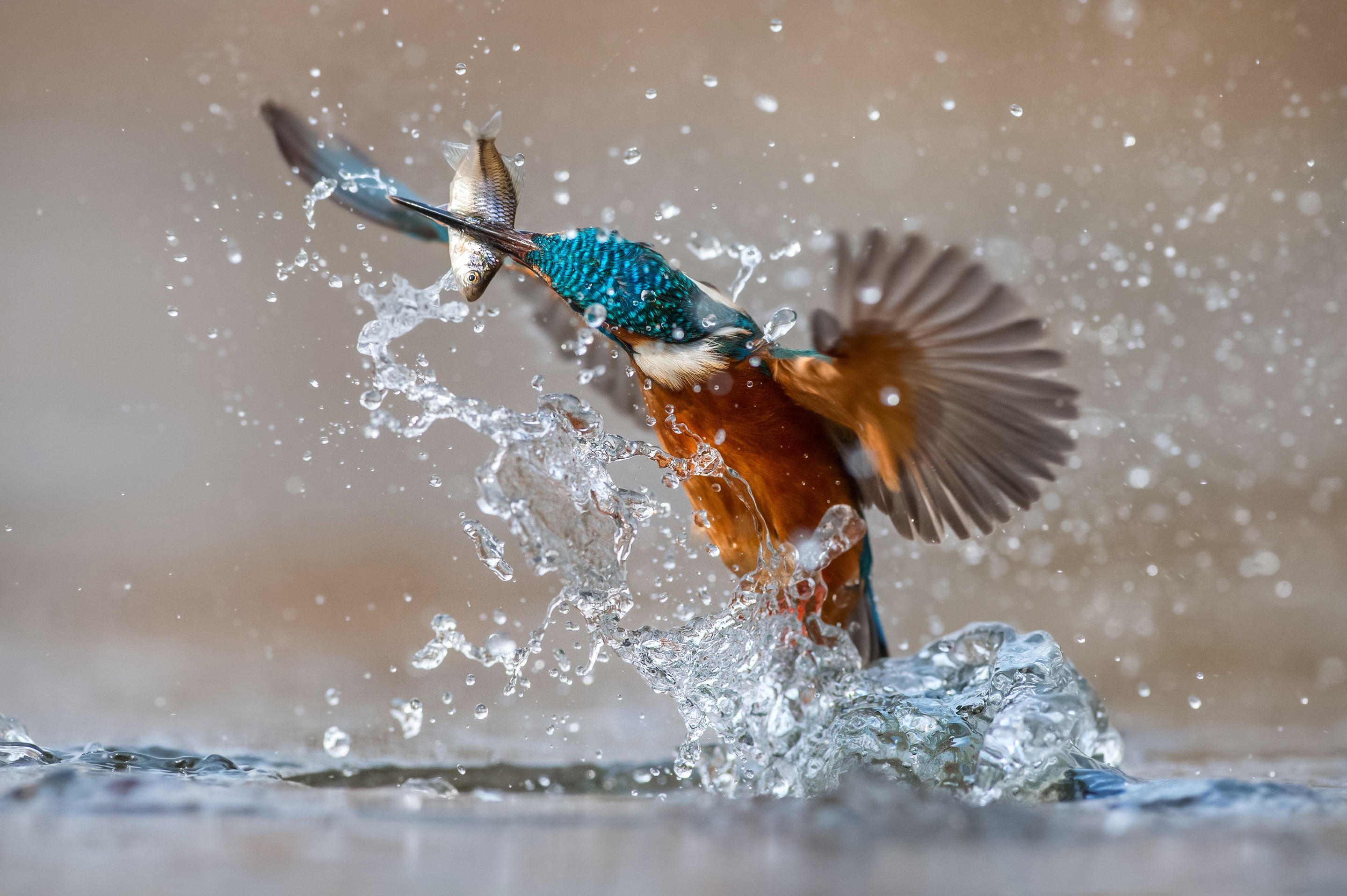 Download mobile wallpaper Birds, Water, Bird, Splash, Animal, Kingfisher for free.