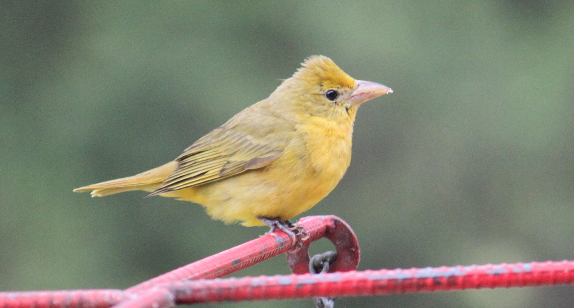 Baixar papel de parede para celular de Pássaro, Aves, Animais gratuito.