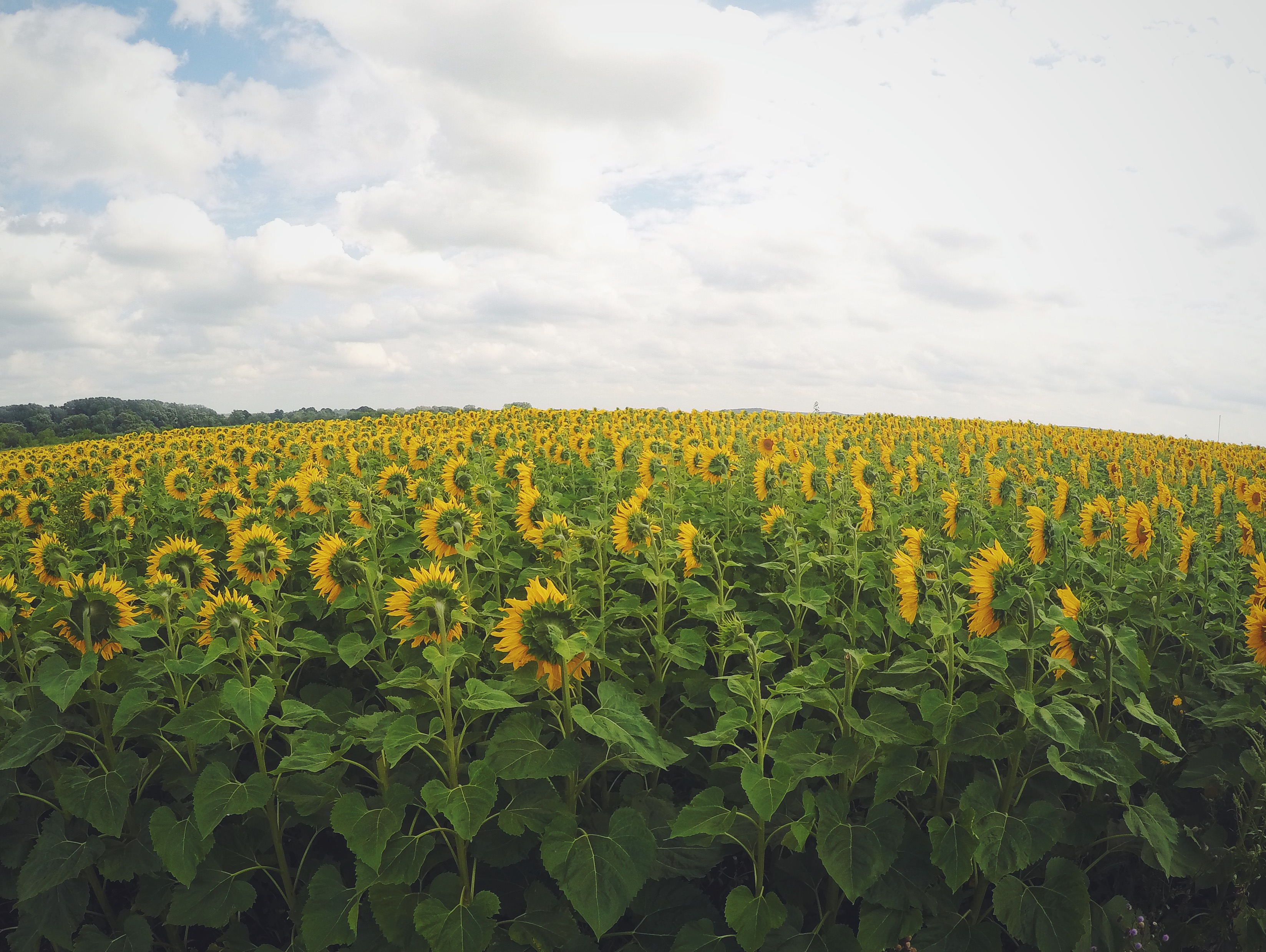 Download mobile wallpaper Nature, Flowers, Summer, Flower, Earth, Field, Sunflower, Yellow Flower for free.