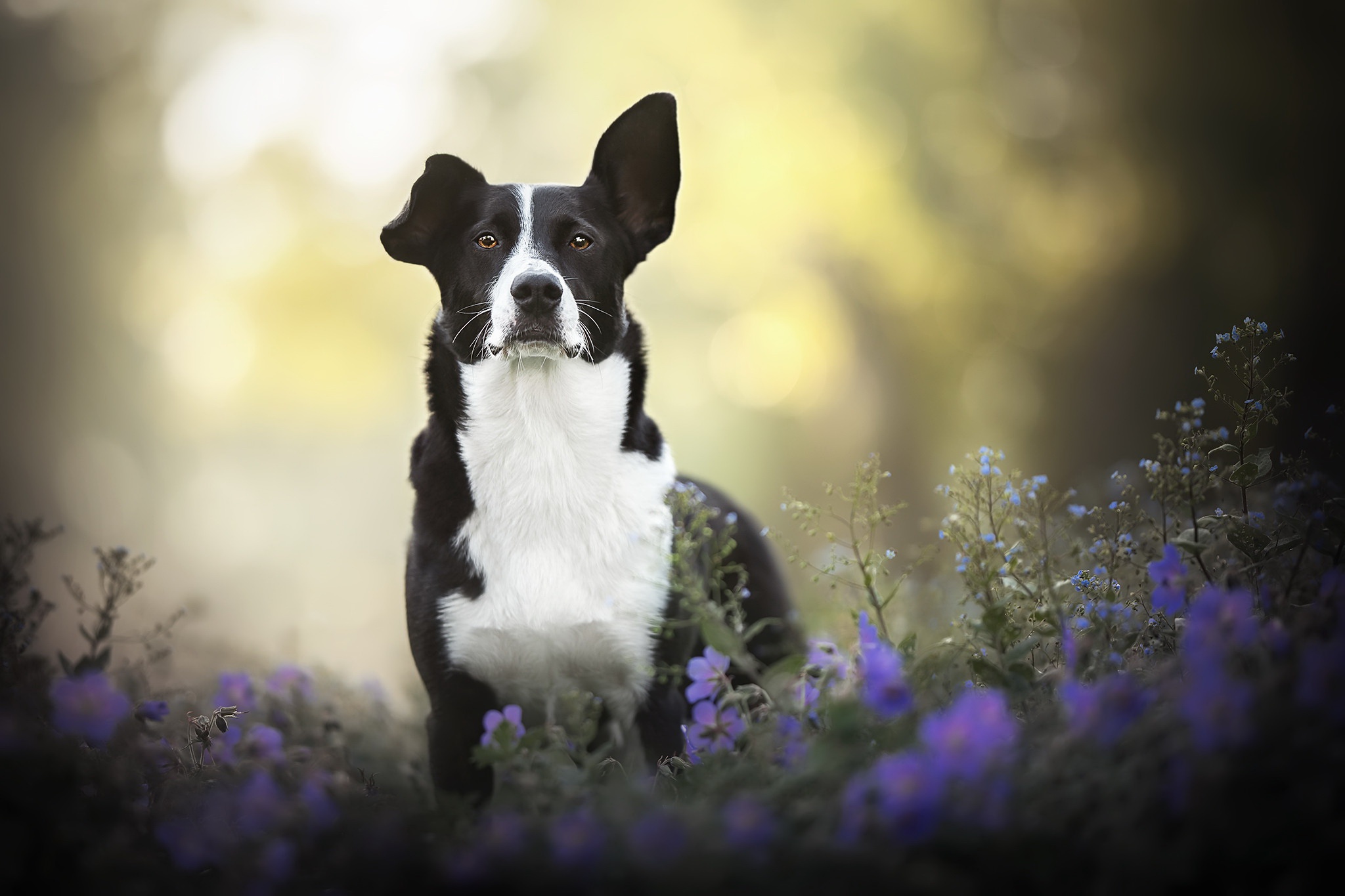 Download mobile wallpaper Dogs, Dog, Animal, Depth Of Field for free.