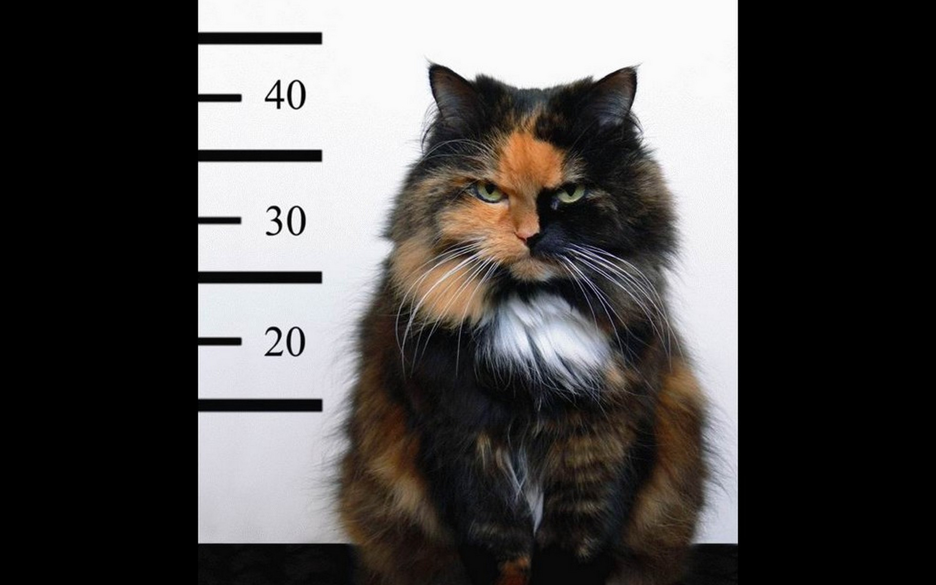 Descarga gratis la imagen Animales, Gatos, Gato, Humor en el escritorio de tu PC