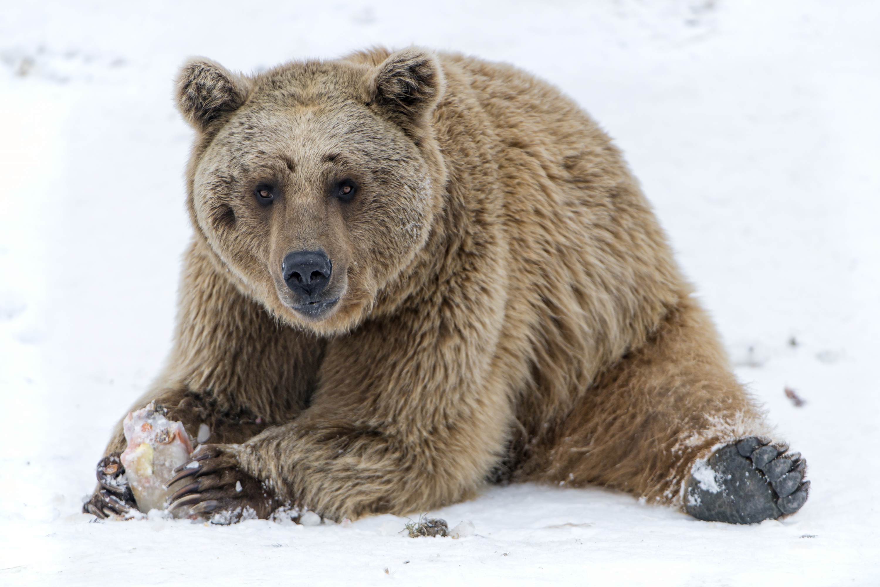 Handy-Wallpaper Tiere, Schnee, Bären, Bär kostenlos herunterladen.