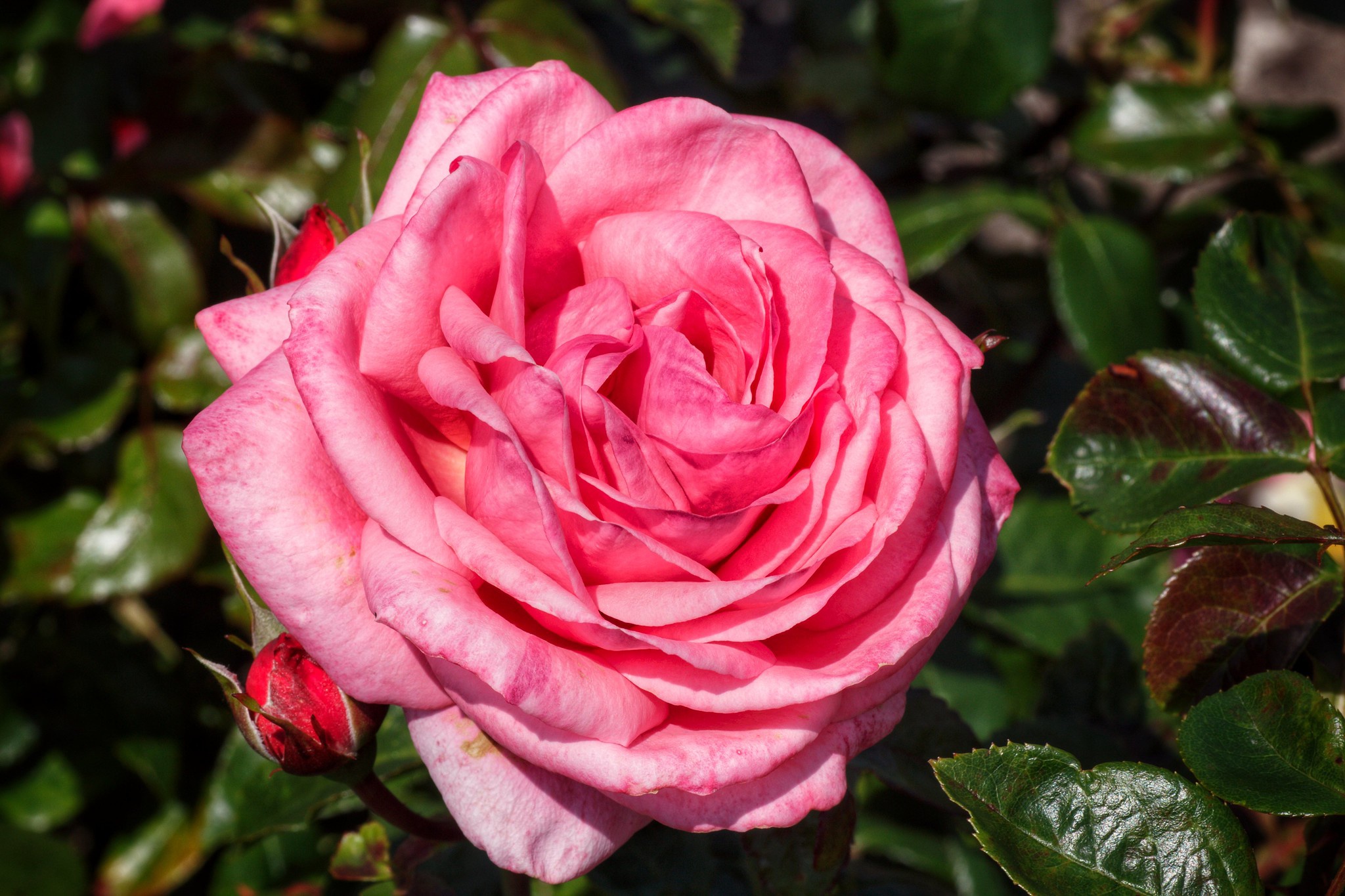 Скачати мобільні шпалери Макрос, Роза, Земля, Рожева Квітка, Рожева Троянда, Флауерзи безкоштовно.