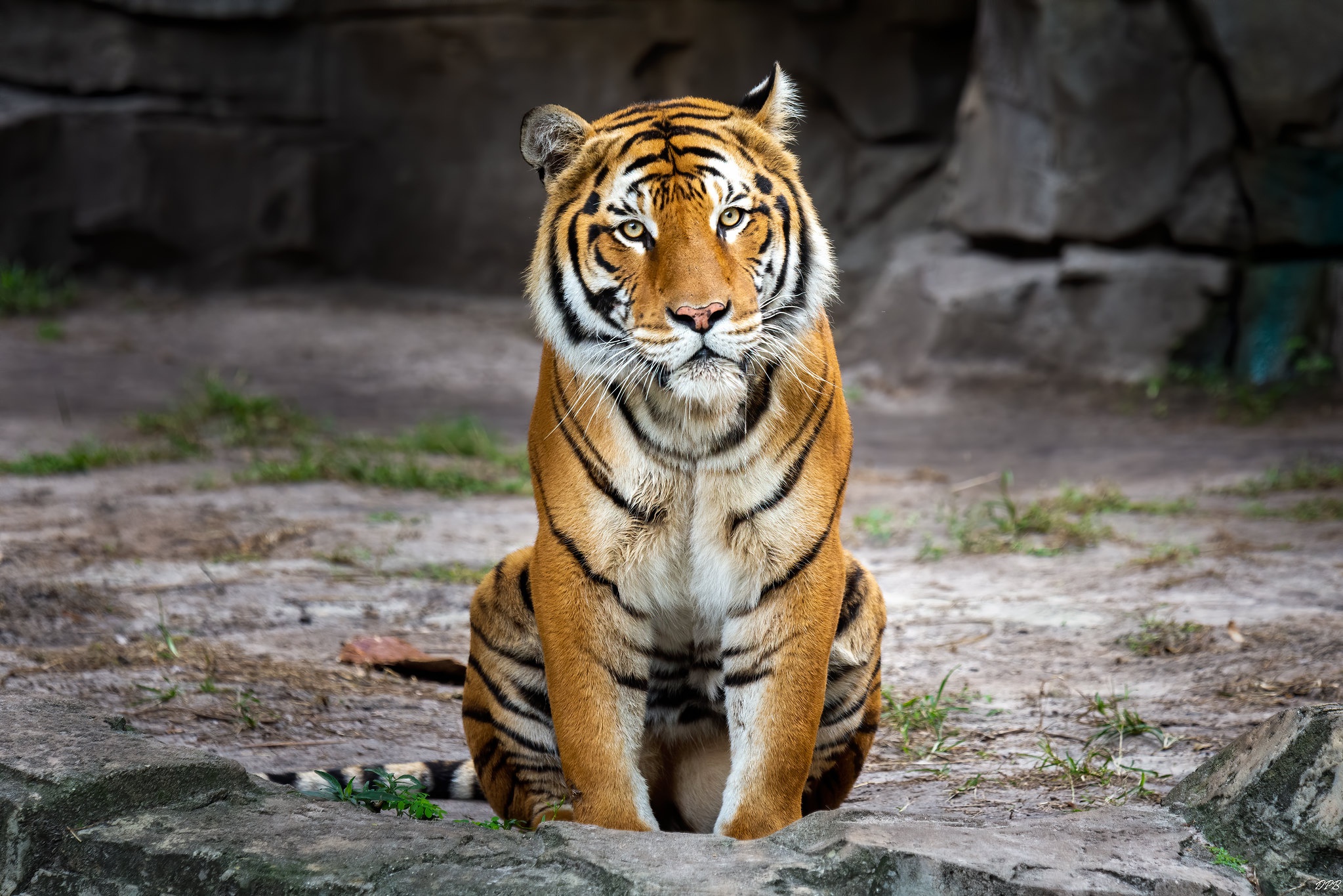 Descarga gratuita de fondo de pantalla para móvil de Gatos, Animales, Tigre.