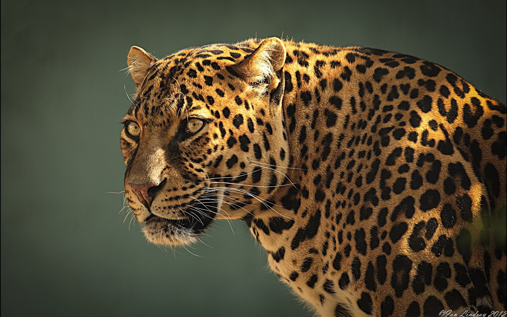 276395 télécharger l'image animaux, jaguar, chats - fonds d'écran et économiseurs d'écran gratuits