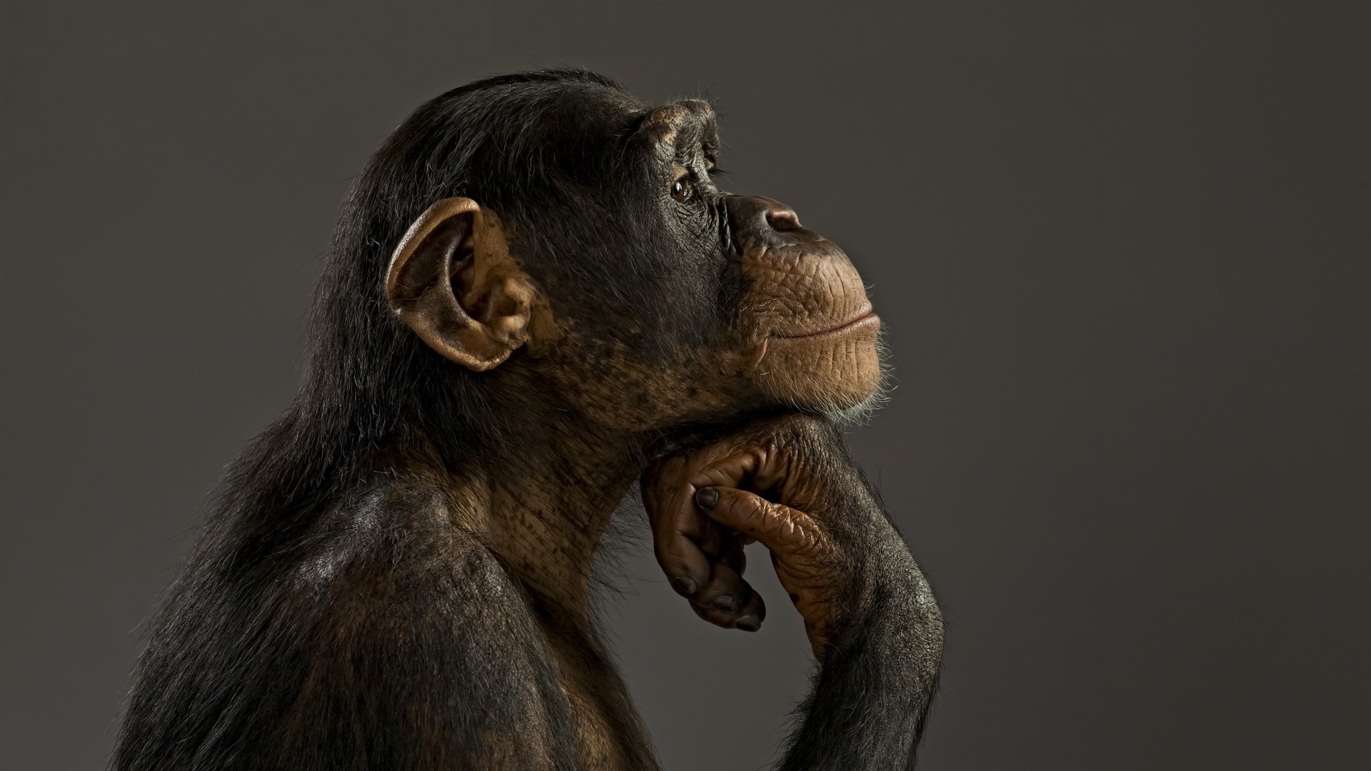 339960 скачать обои обезьяны, животные, шимпанзе - заставки и картинки бесплатно