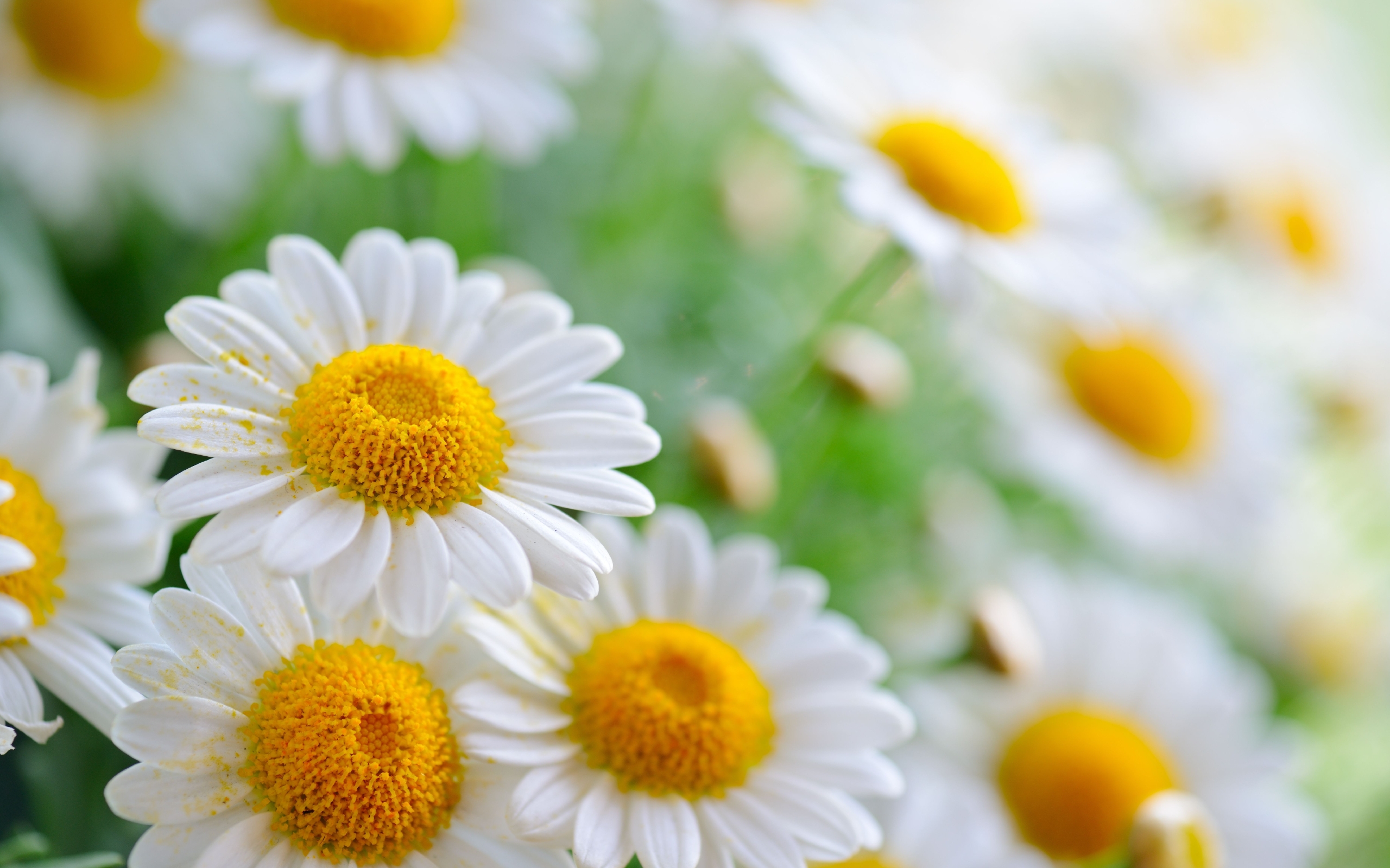 Free download wallpaper Plants, Camomile on your PC desktop