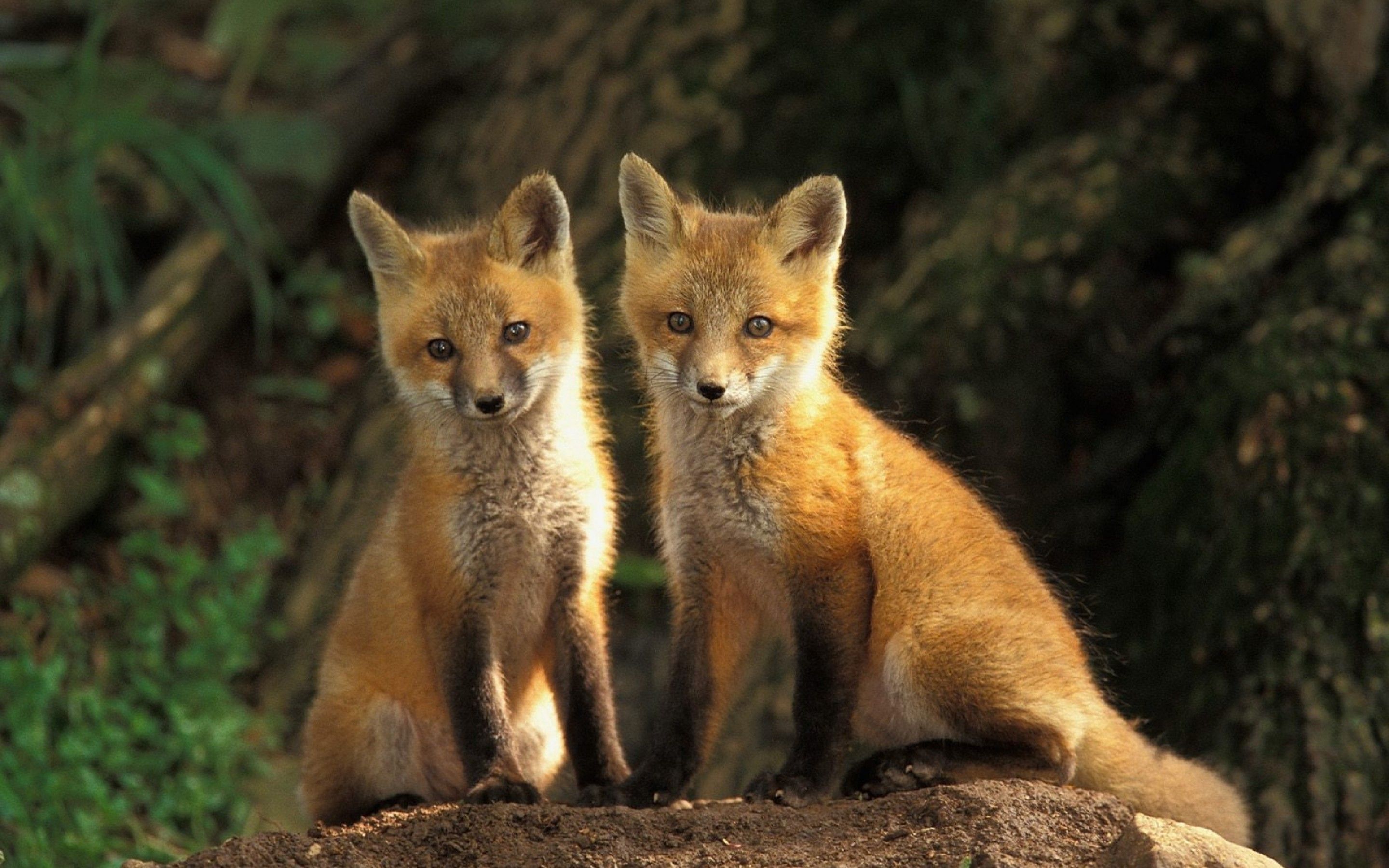 Free download wallpaper Fox, Animal on your PC desktop