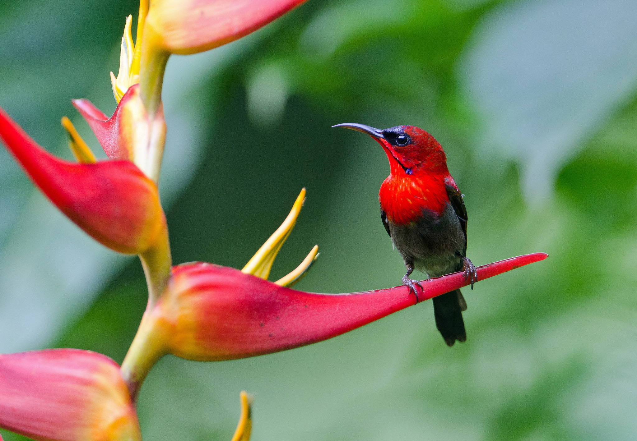 304252 descargar fondo de pantalla aves, animales, sunbird, flor: protectores de pantalla e imágenes gratis