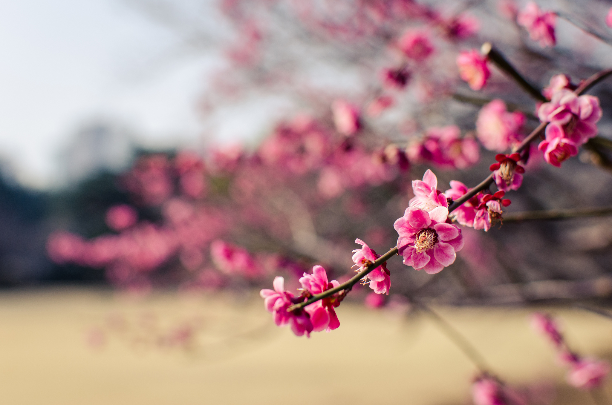 Laden Sie das Blumen, Blüte, Erde/natur-Bild kostenlos auf Ihren PC-Desktop herunter