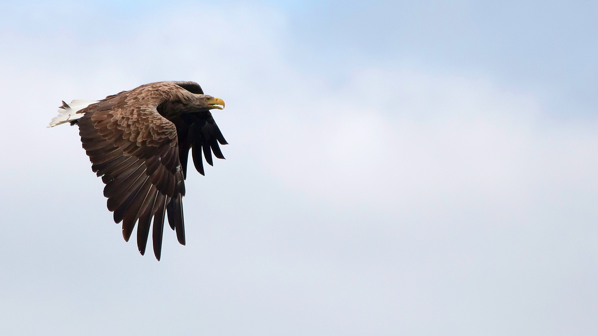 Téléchargez des papiers peints mobile Animaux, Oiseau, Aigle, Des Oiseaux gratuitement.