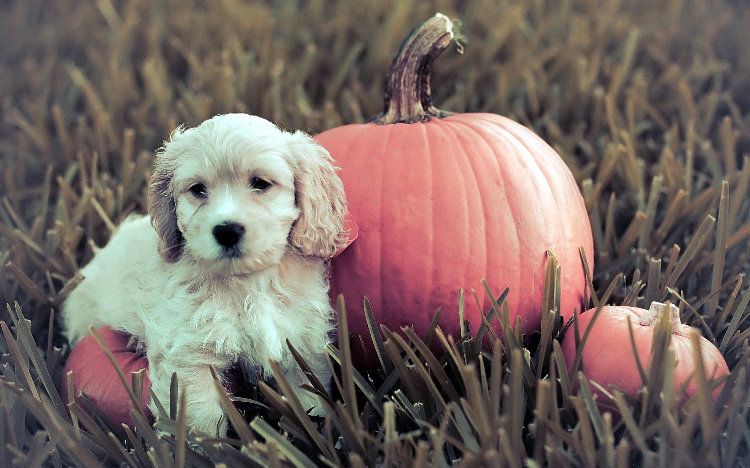PCデスクトップに草, カボチャ, かぼちゃ, 動物, 犬, 子犬画像を無料でダウンロード