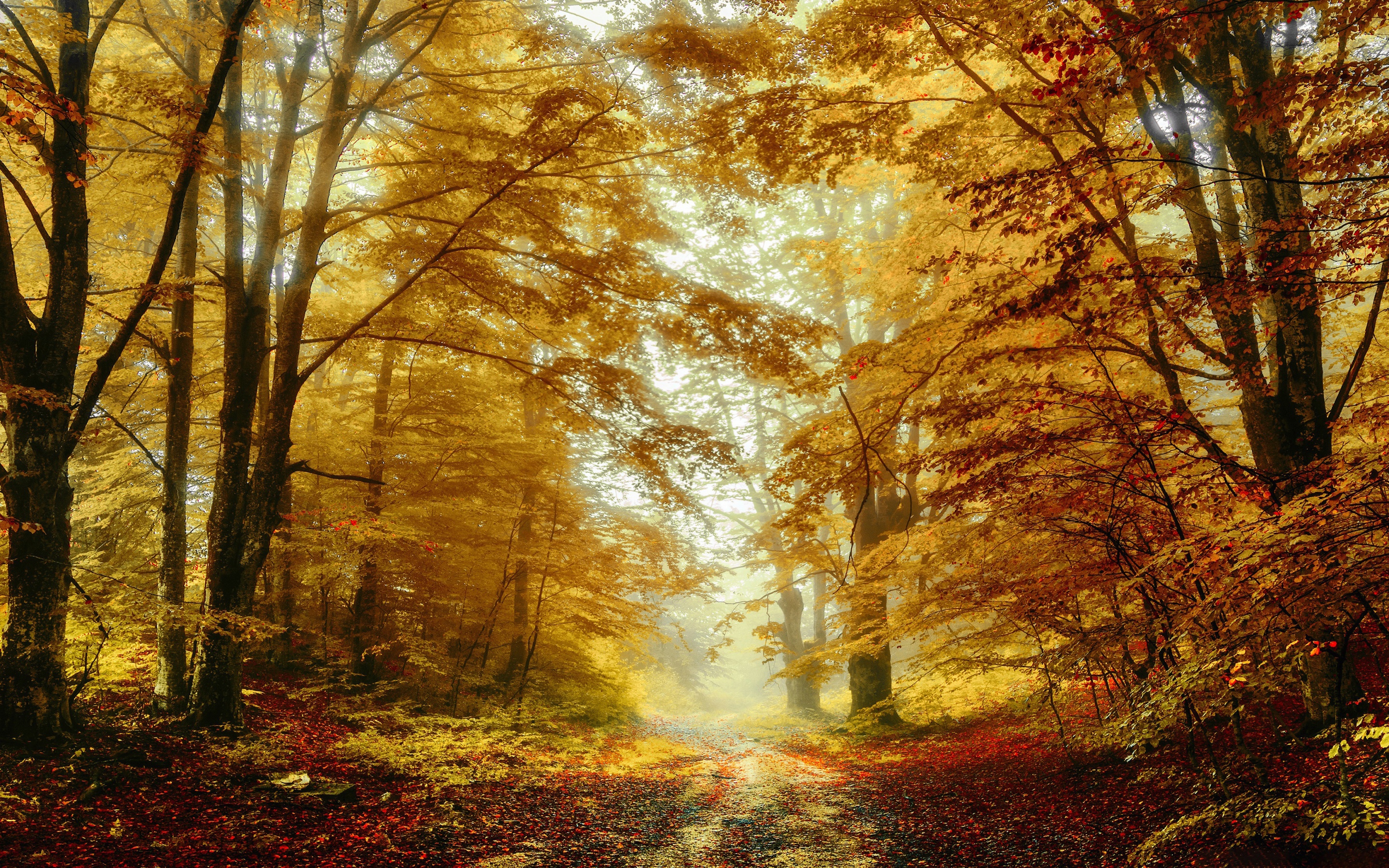 Free download wallpaper Forest, Tree, Fall, Earth, Path on your PC desktop