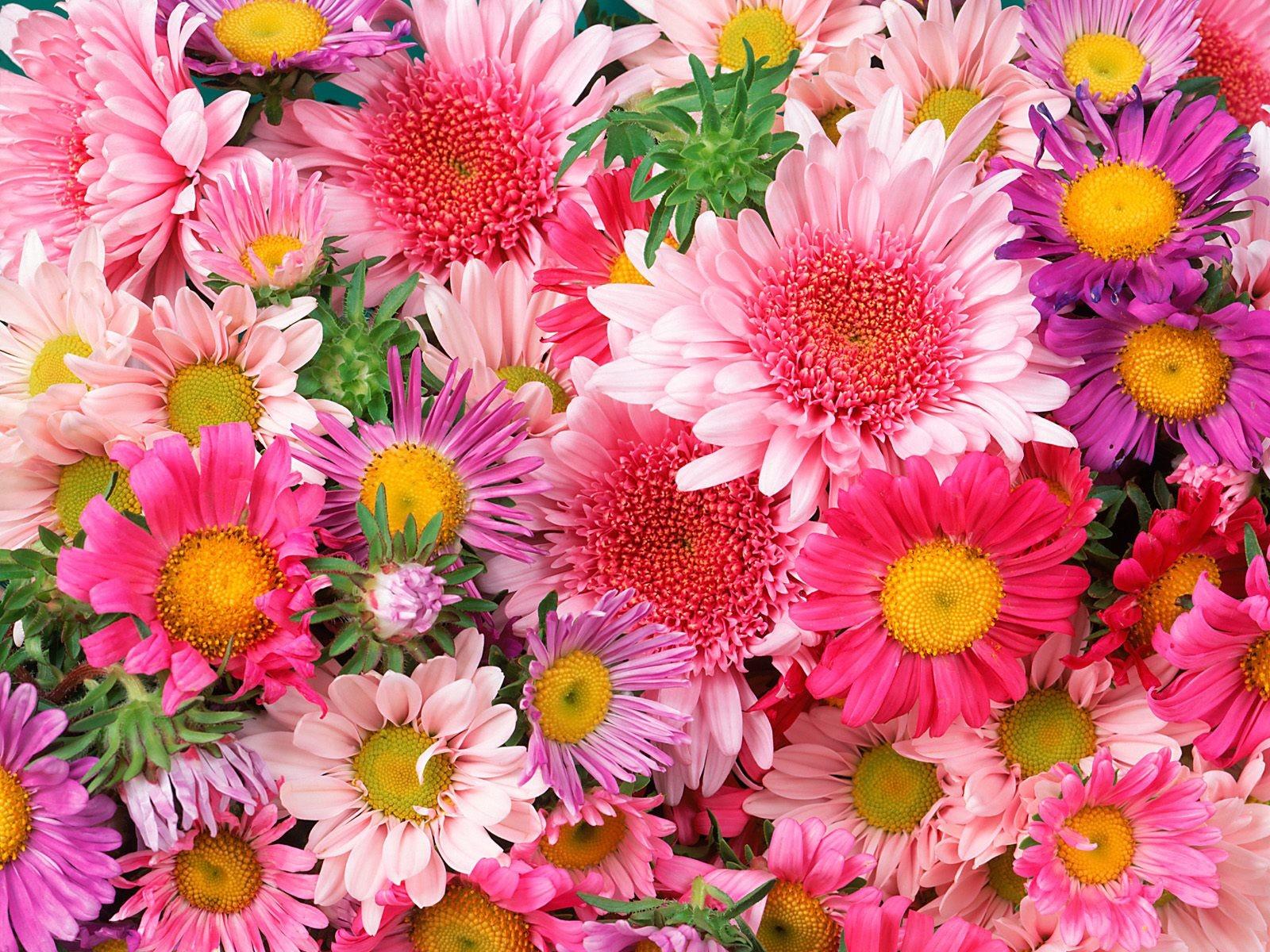 376224画像をダウンロードガーベラ, ピンクの花, 地球, デイジー, 花, バイオレット, フラワーズ-壁紙とスクリーンセーバーを無料で