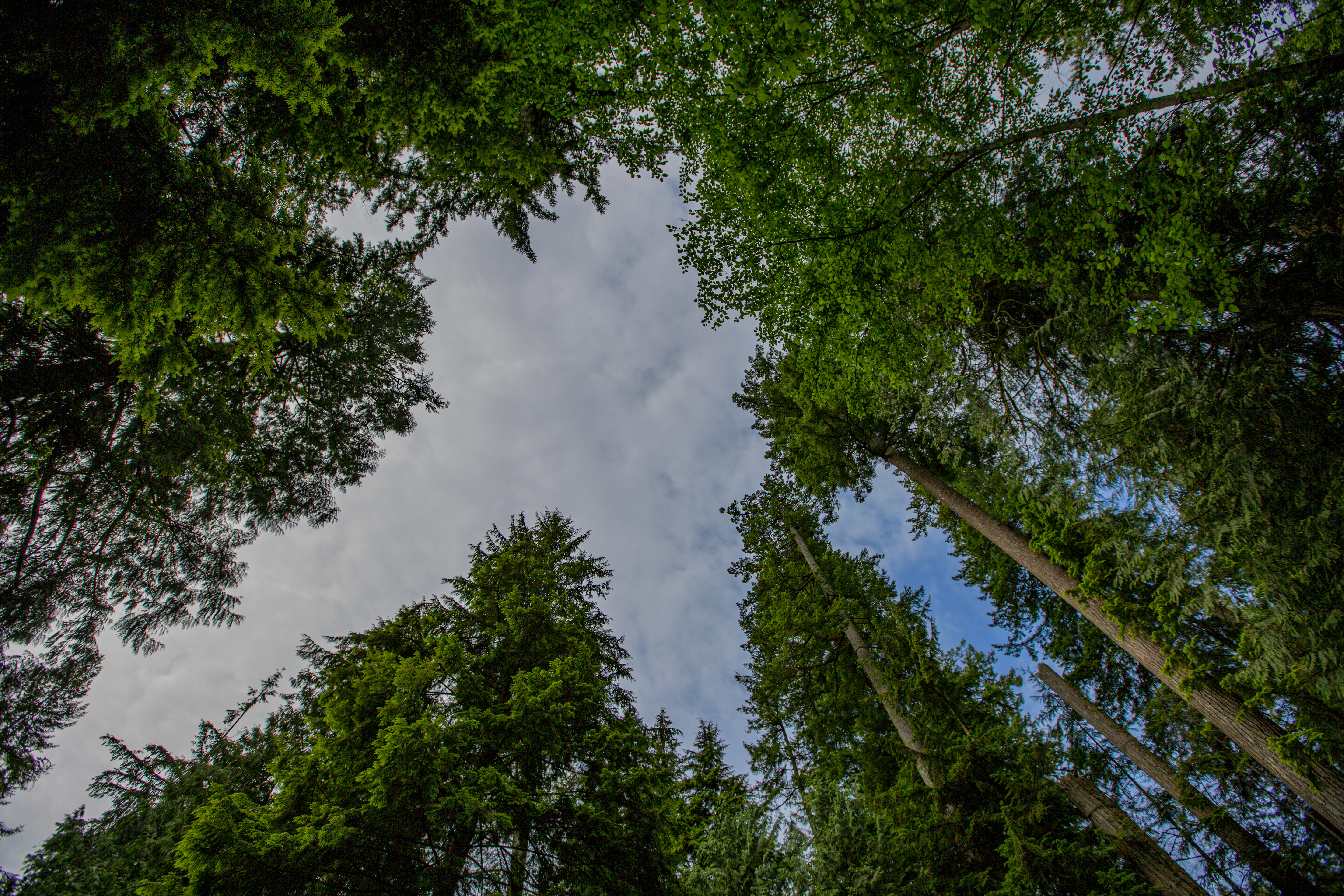 Free download wallpaper Trees, Sky, Bottom View, Nature, Forest on your PC desktop