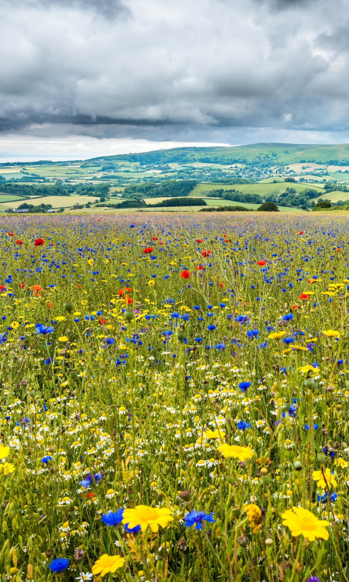 Download mobile wallpaper Landscape, Earth, Meadow for free.