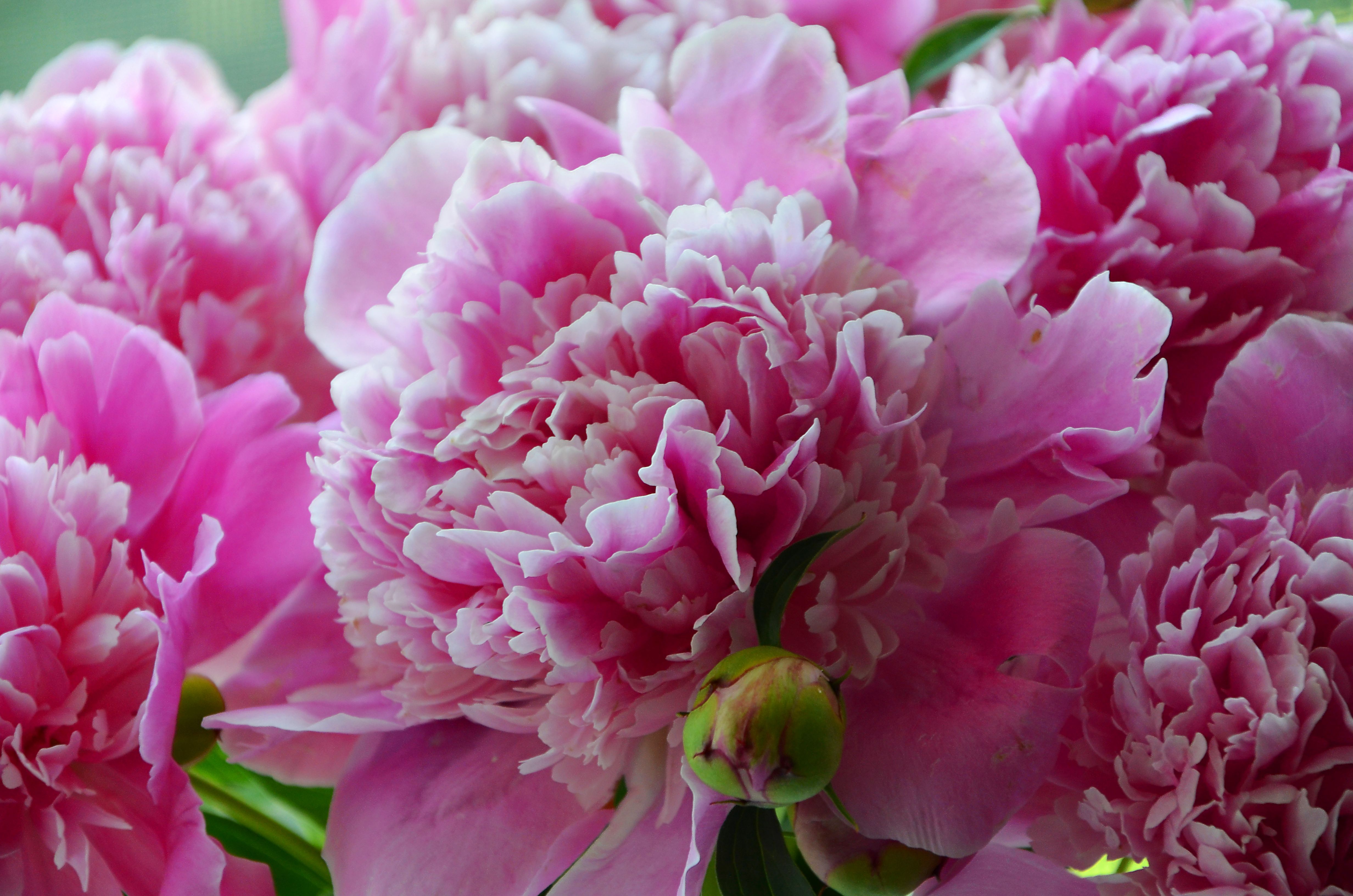 earth, peony, flower, nature, pink flower, flowers