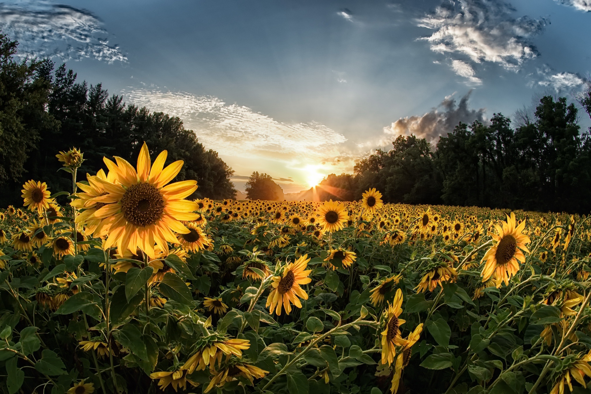 Download mobile wallpaper Nature, Flowers, Summer, Sunrise, Earth, Field, Sunflower, Yellow Flower for free.