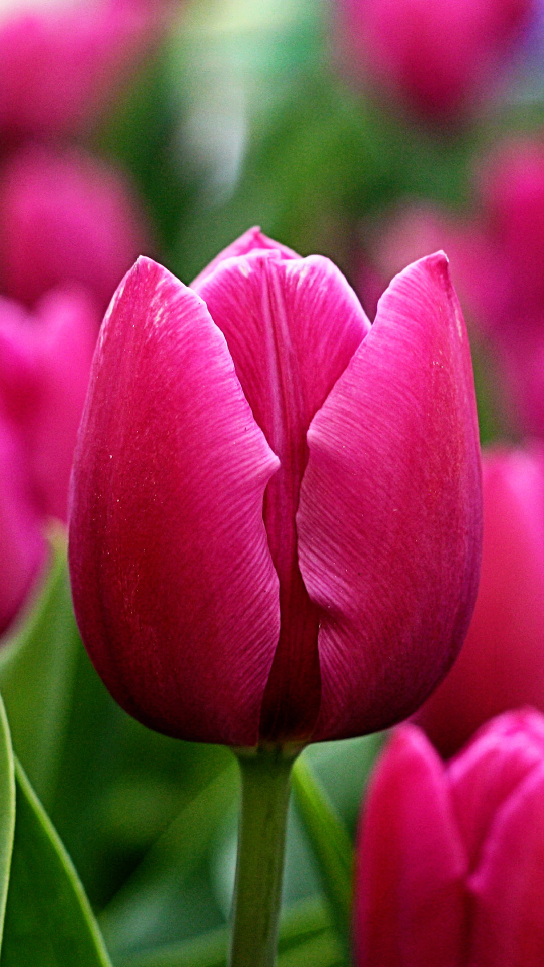 Download mobile wallpaper Flowers, Earth, Tulip for free.