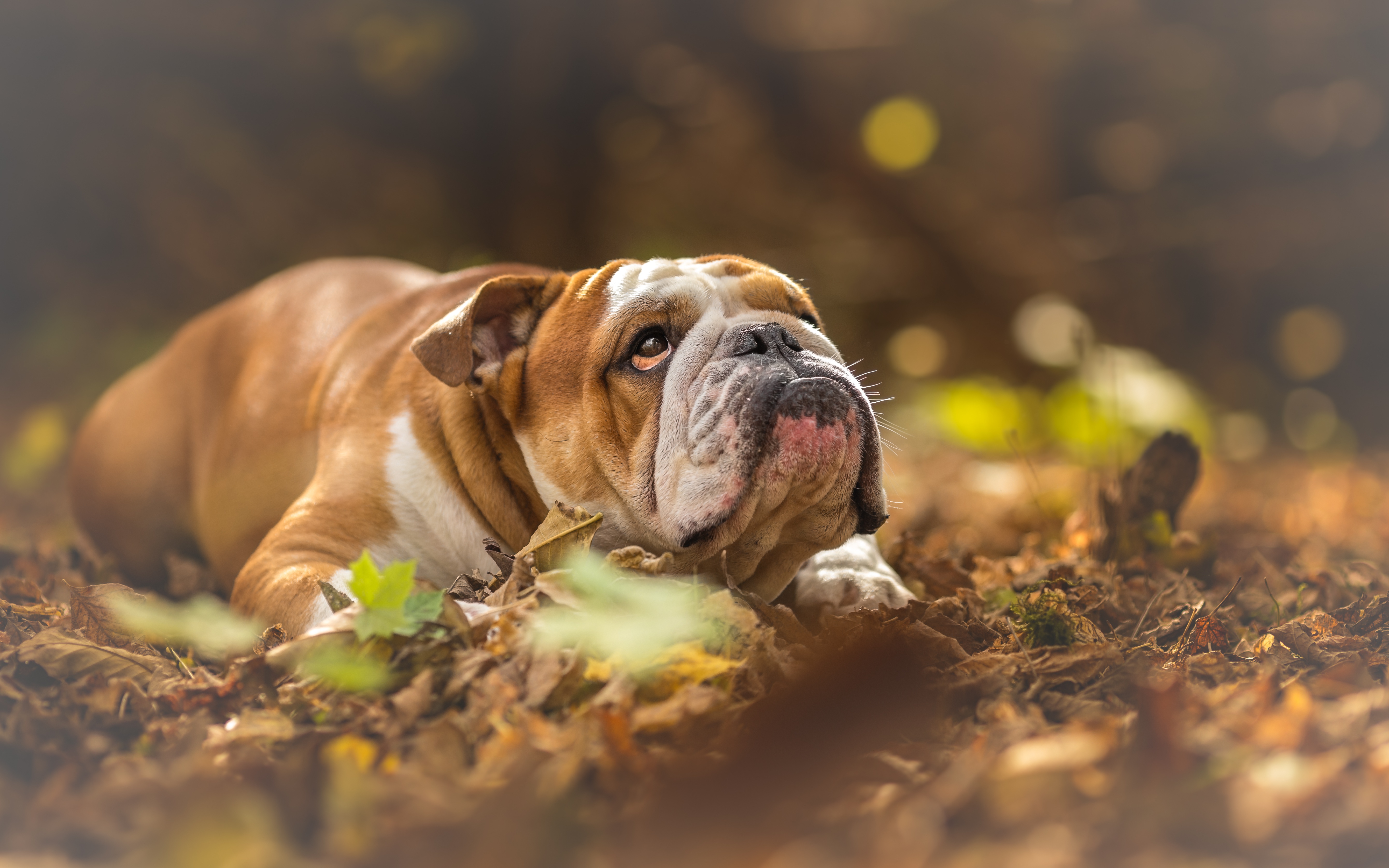 500126 Hintergrundbild herunterladen tiere, englische bulldogge, hund, hunde - Bildschirmschoner und Bilder kostenlos