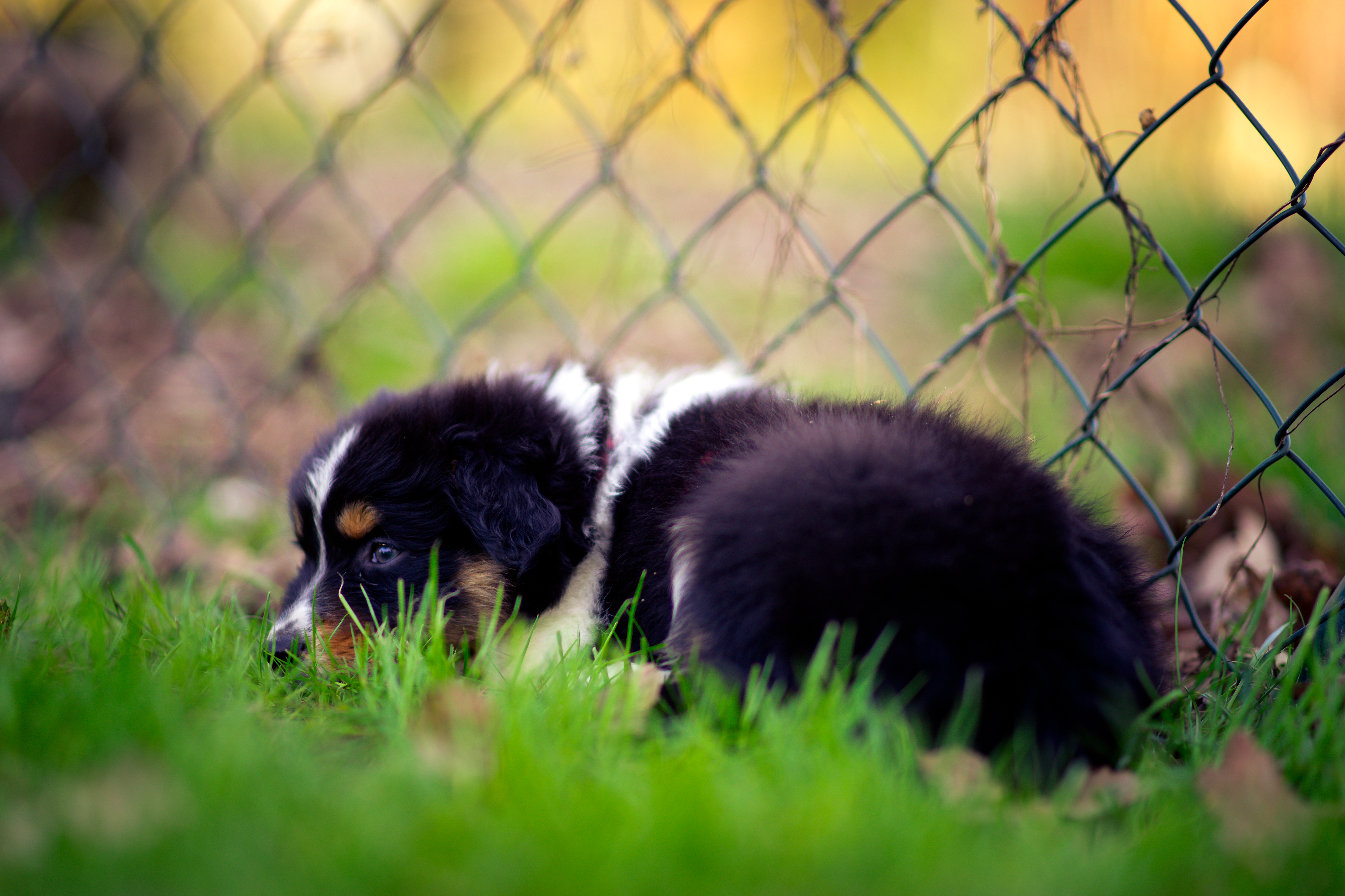 Free download wallpaper Dogs, Grass, Dog, Blur, Fence, Animal, Puppy, Baby Animal on your PC desktop