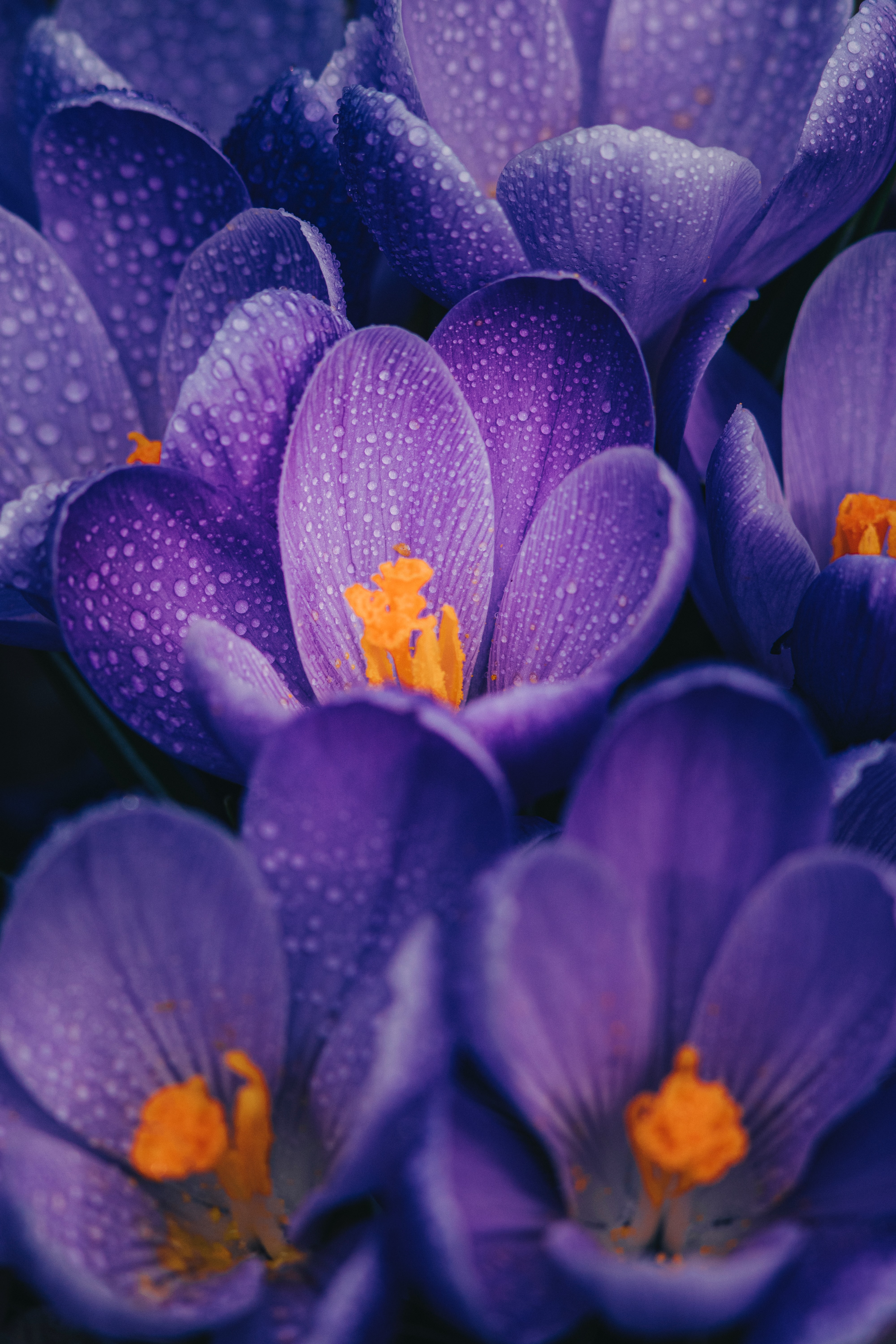 124102 descargar imagen flores, violeta, drops, macro, mojado, púrpura, azafrán, azafranes: fondos de pantalla y protectores de pantalla gratis
