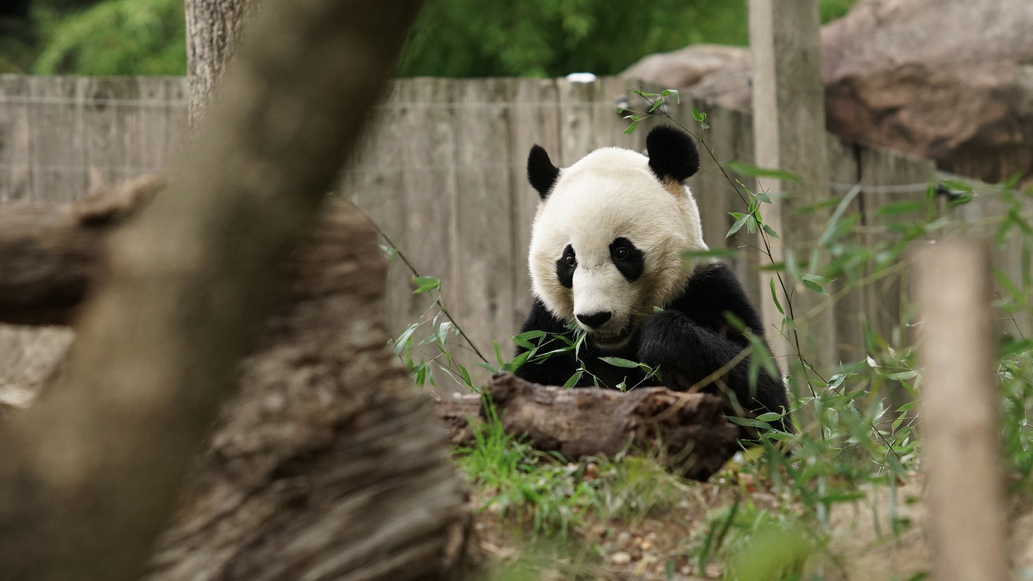 Descarga gratuita de fondo de pantalla para móvil de Animales, Panda.