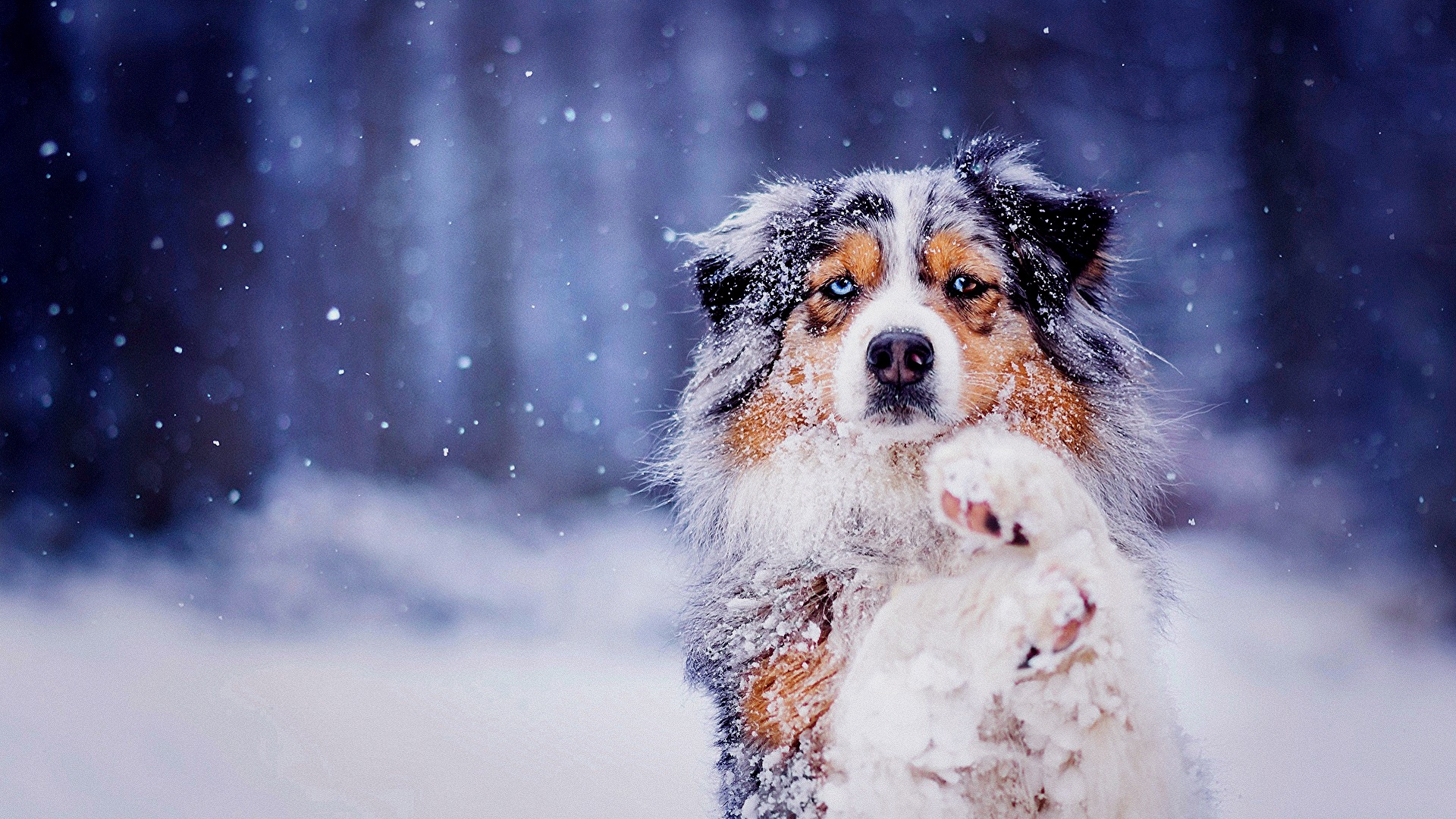 Download mobile wallpaper Snow, Dog, Animal, Australian Shepherd for free.