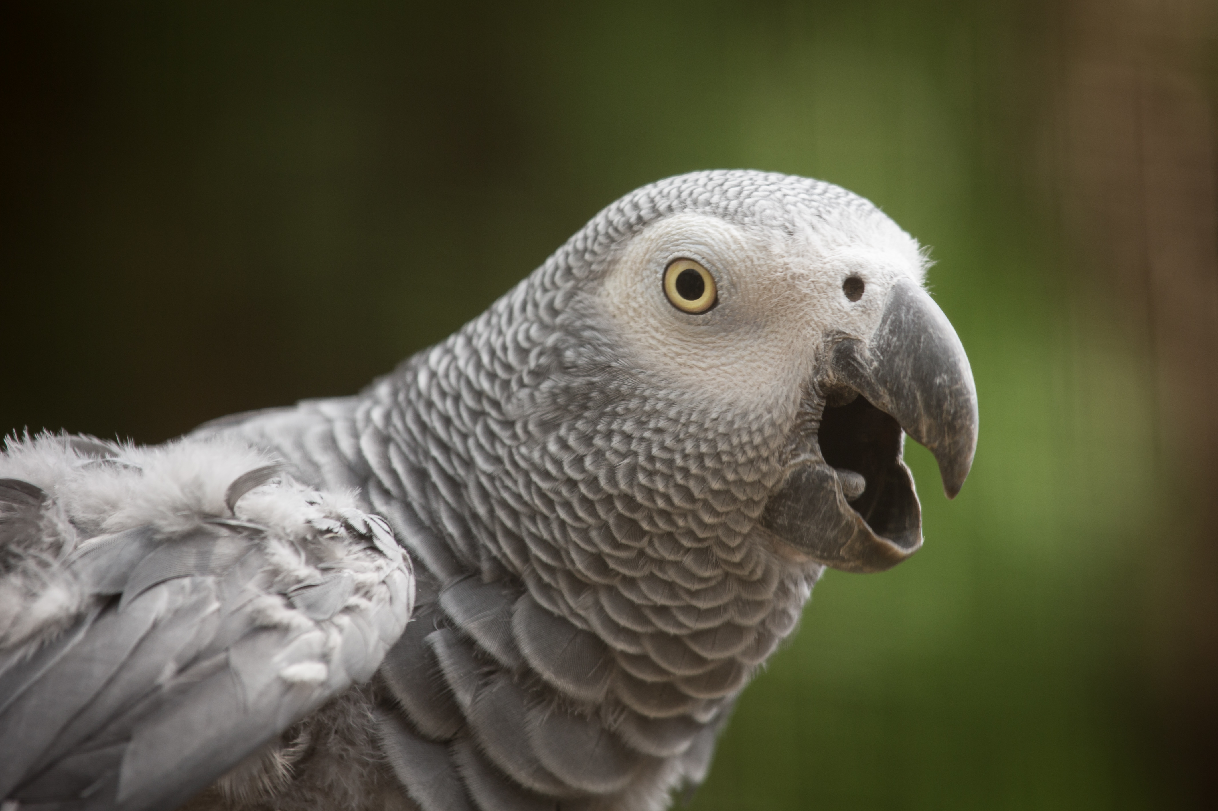 Завантажити шпалери Африканський Папуга на телефон безкоштовно