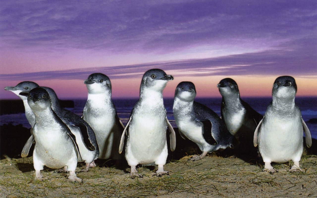 無料モバイル壁紙動物, ペンギン, フェアリーペンギンをダウンロードします。