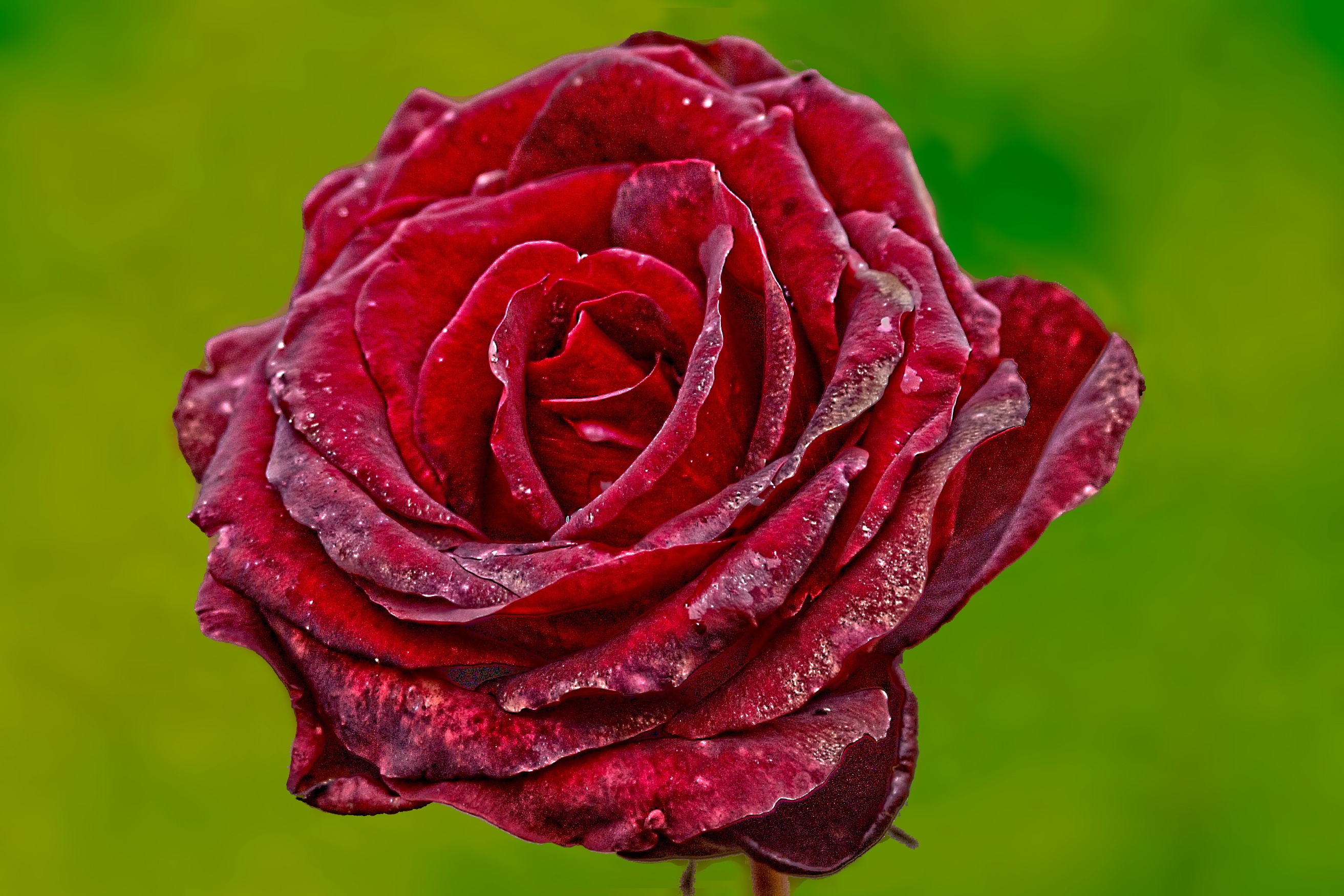 Téléchargez des papiers peints mobile Macro, Bourgeon, Drops, Rose, Fleur, Une Rose gratuitement.