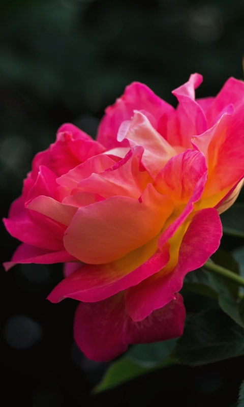 Скачати мобільні шпалери Природа, Квітка, Роза, Земля, Буд, Рожева Троянда, Флауерзи безкоштовно.