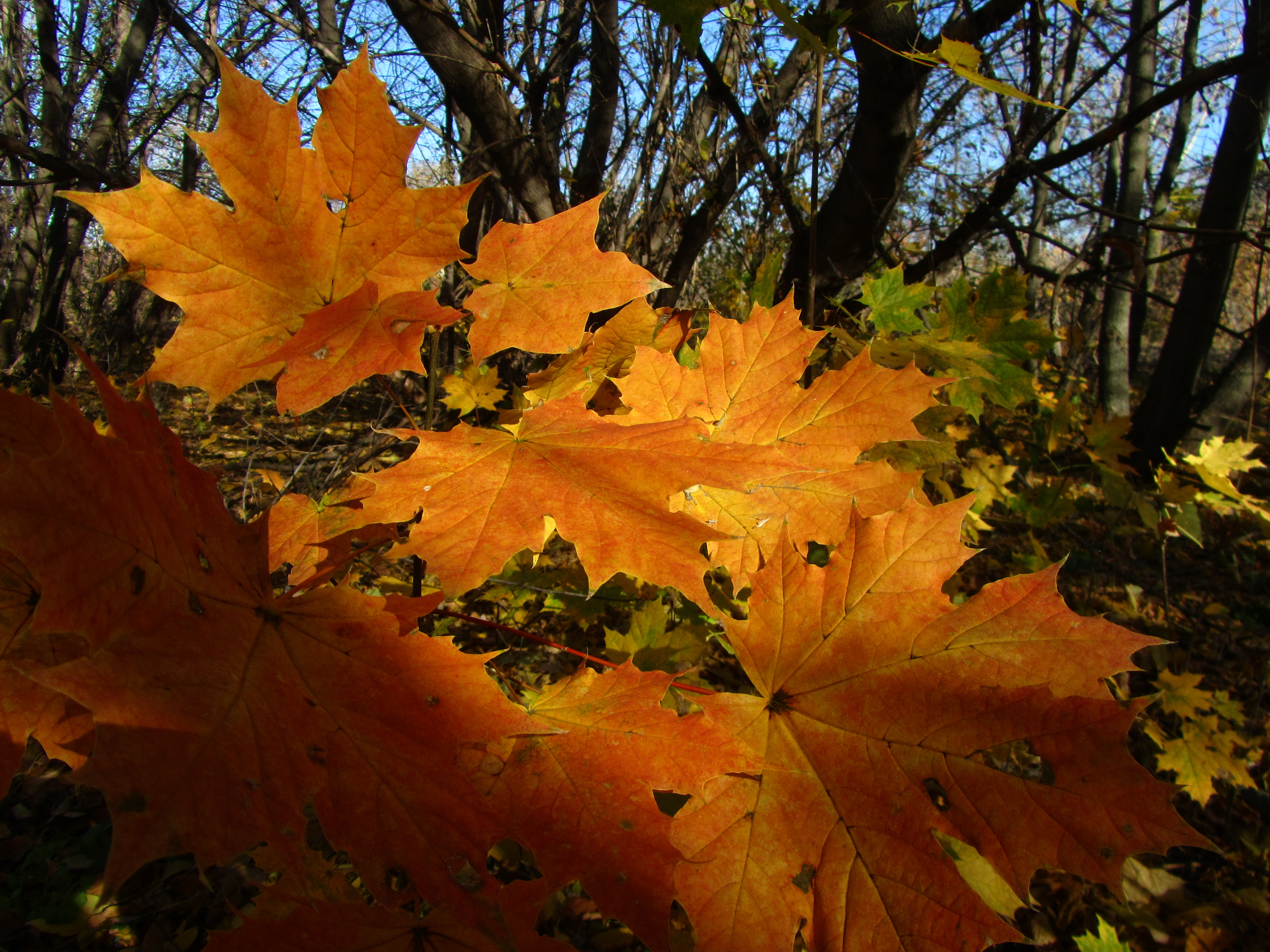 Handy-Wallpaper Blatt, Erde/natur kostenlos herunterladen.