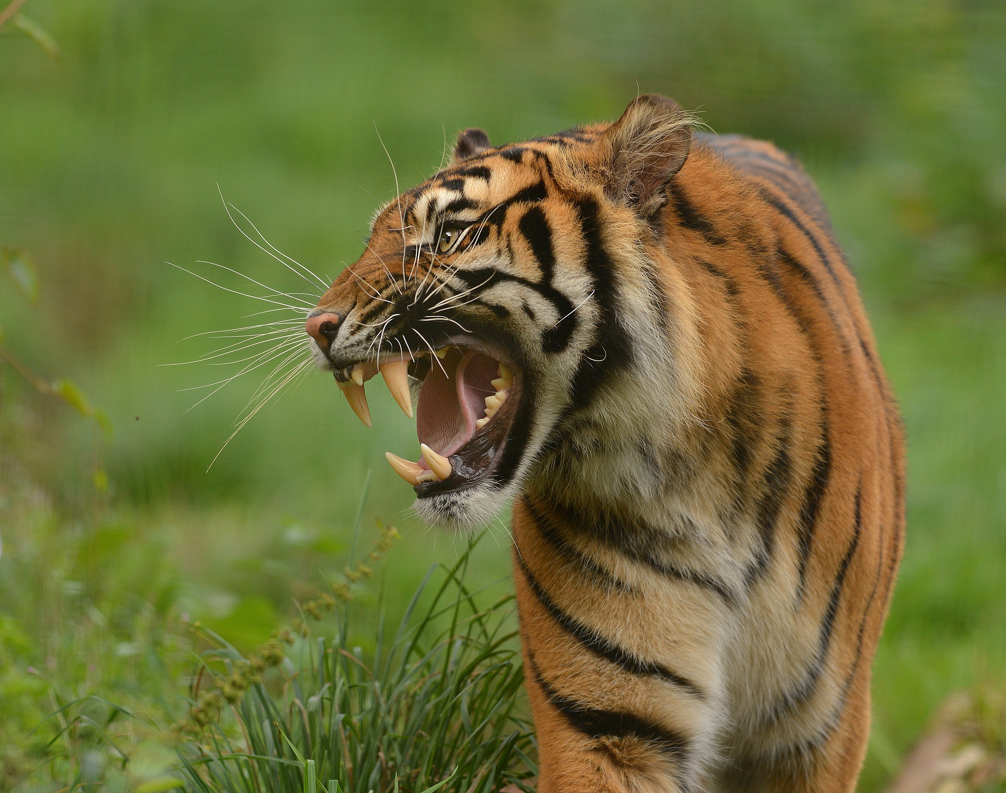423566 descargar fondo de pantalla animales, tigre, rugido, gatos: protectores de pantalla e imágenes gratis