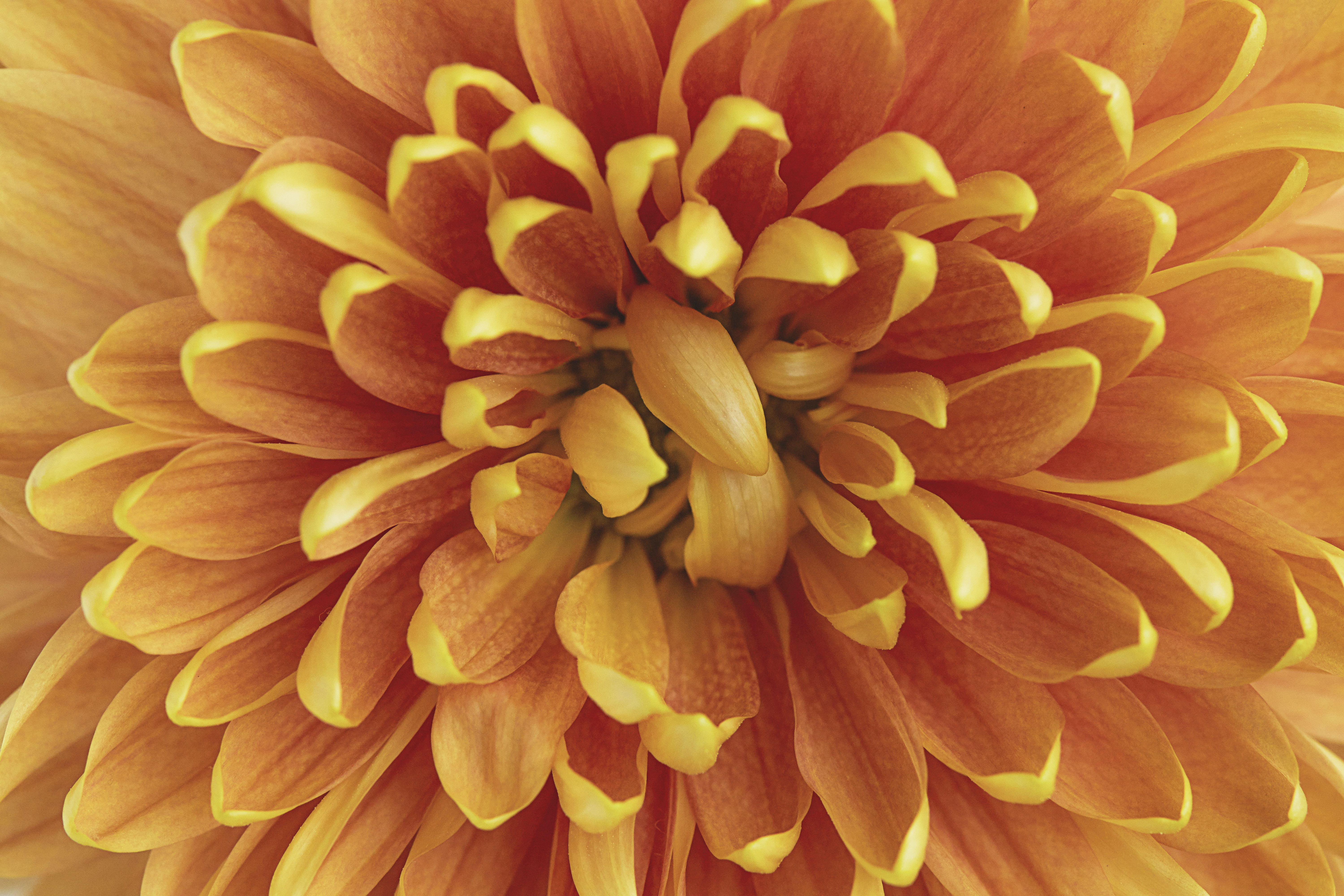 114671 скачать обои хризантема, цветок, макро, лепестки, оранжевый, оранжевые - заставки и картинки бесплатно
