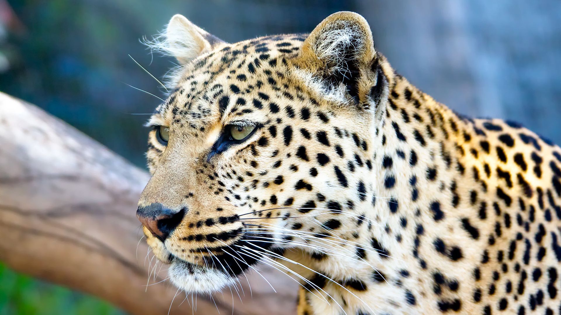 Free download wallpaper Leopard, Muzzle, Predator, Color, Animals, Big Cat on your PC desktop