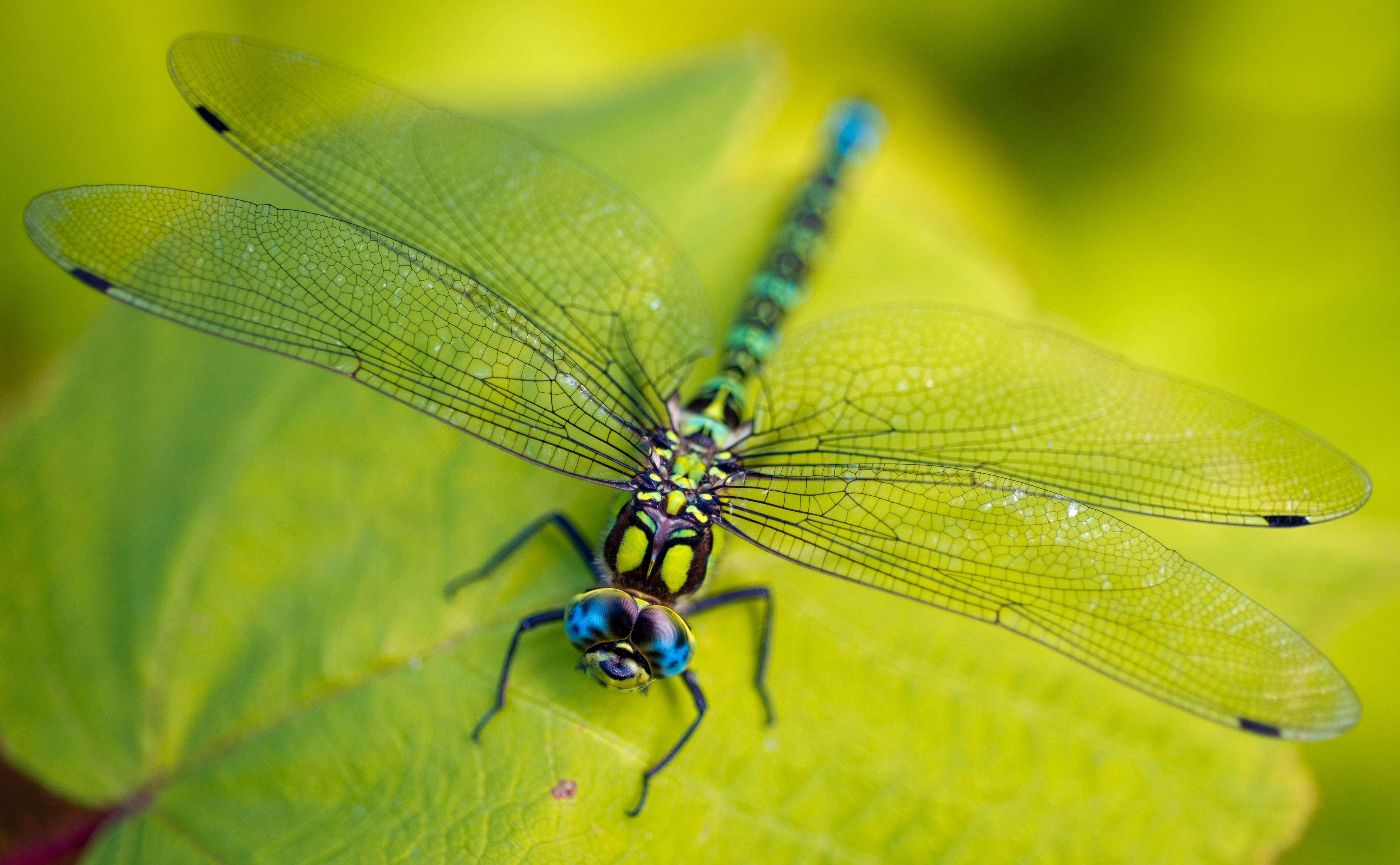 Download mobile wallpaper Insects, Macro, Insect, Animal, Dragonfly for free.