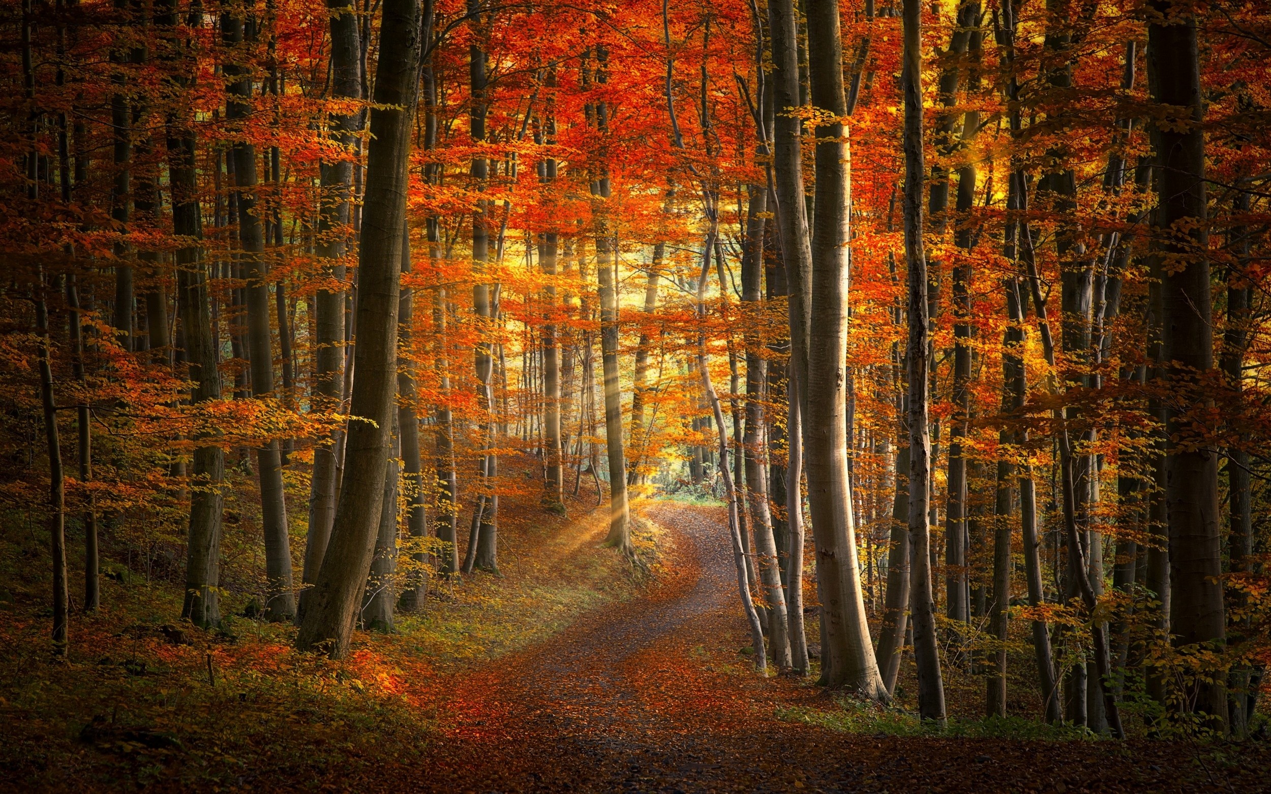 Скачать картинку Осень, Лес, Солнечный Свет, Солнечный Луч, Земля/природа, Солнечный Лучик в телефон бесплатно.