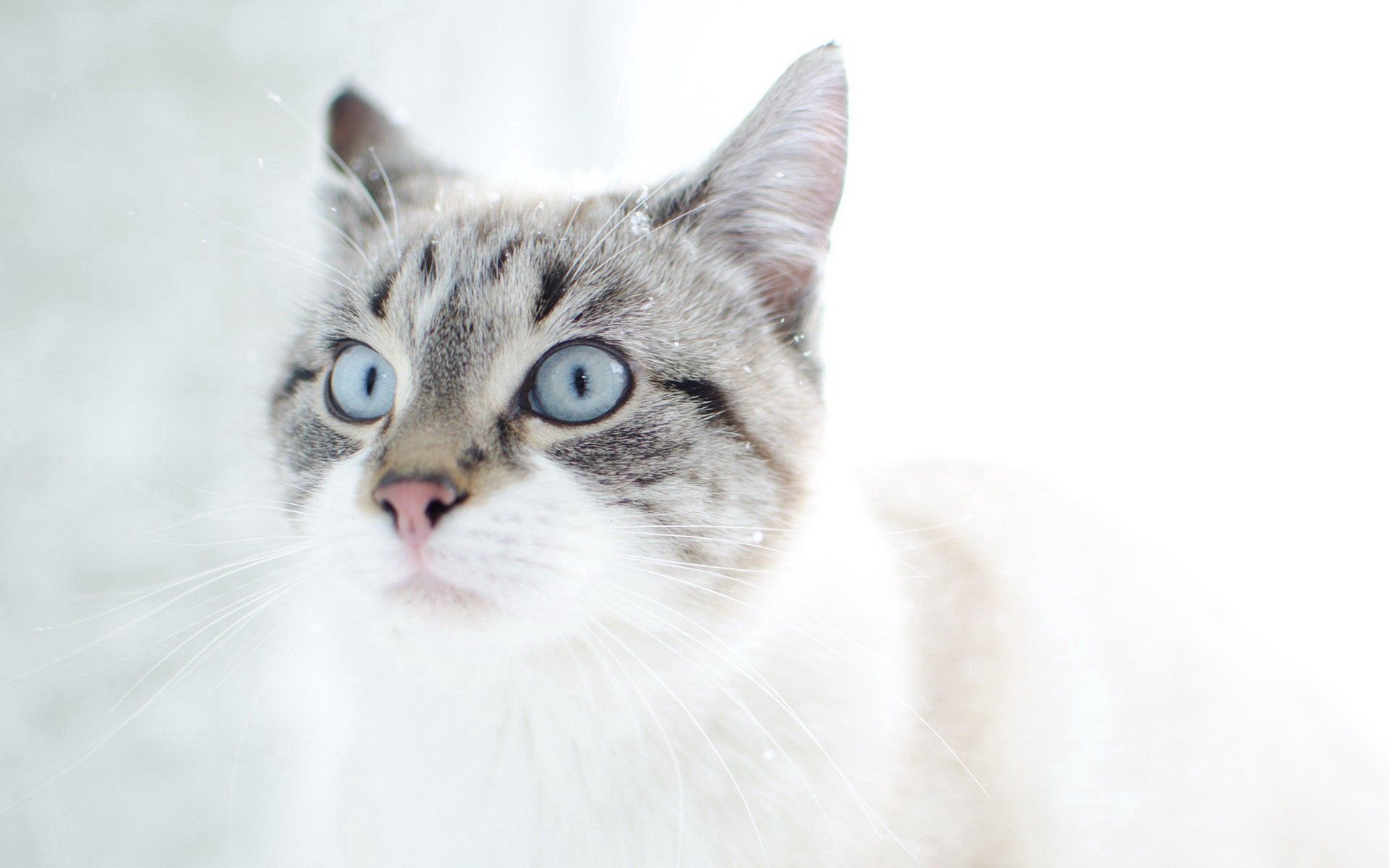animals, cat, muzzle, blue eyed, surprise, astonishment
