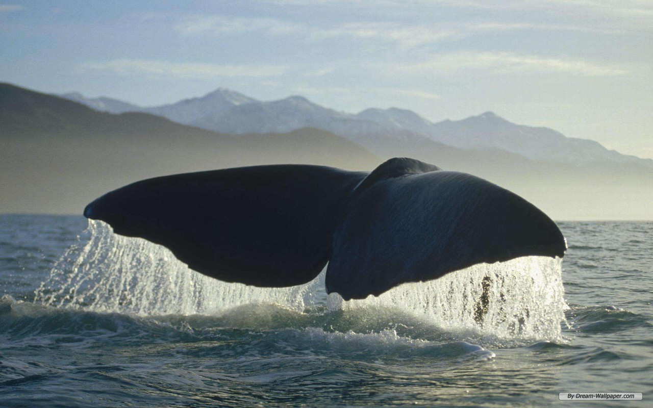 無料モバイル壁紙動物, 鯨をダウンロードします。