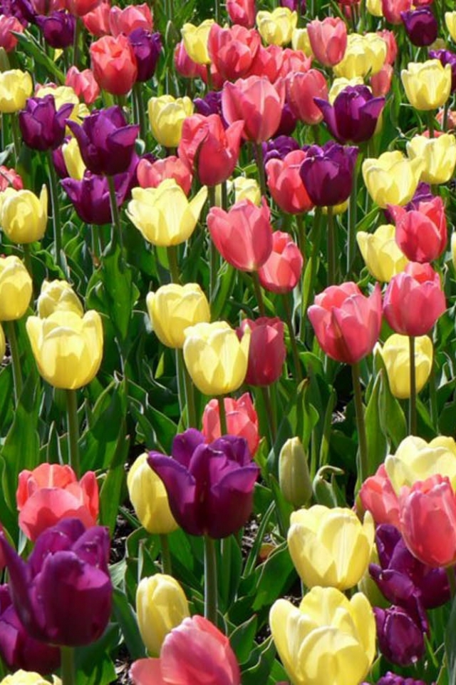 Descarga gratuita de fondo de pantalla para móvil de Naturaleza, Flores, Flor, Vistoso, Tulipán, Tierra/naturaleza.