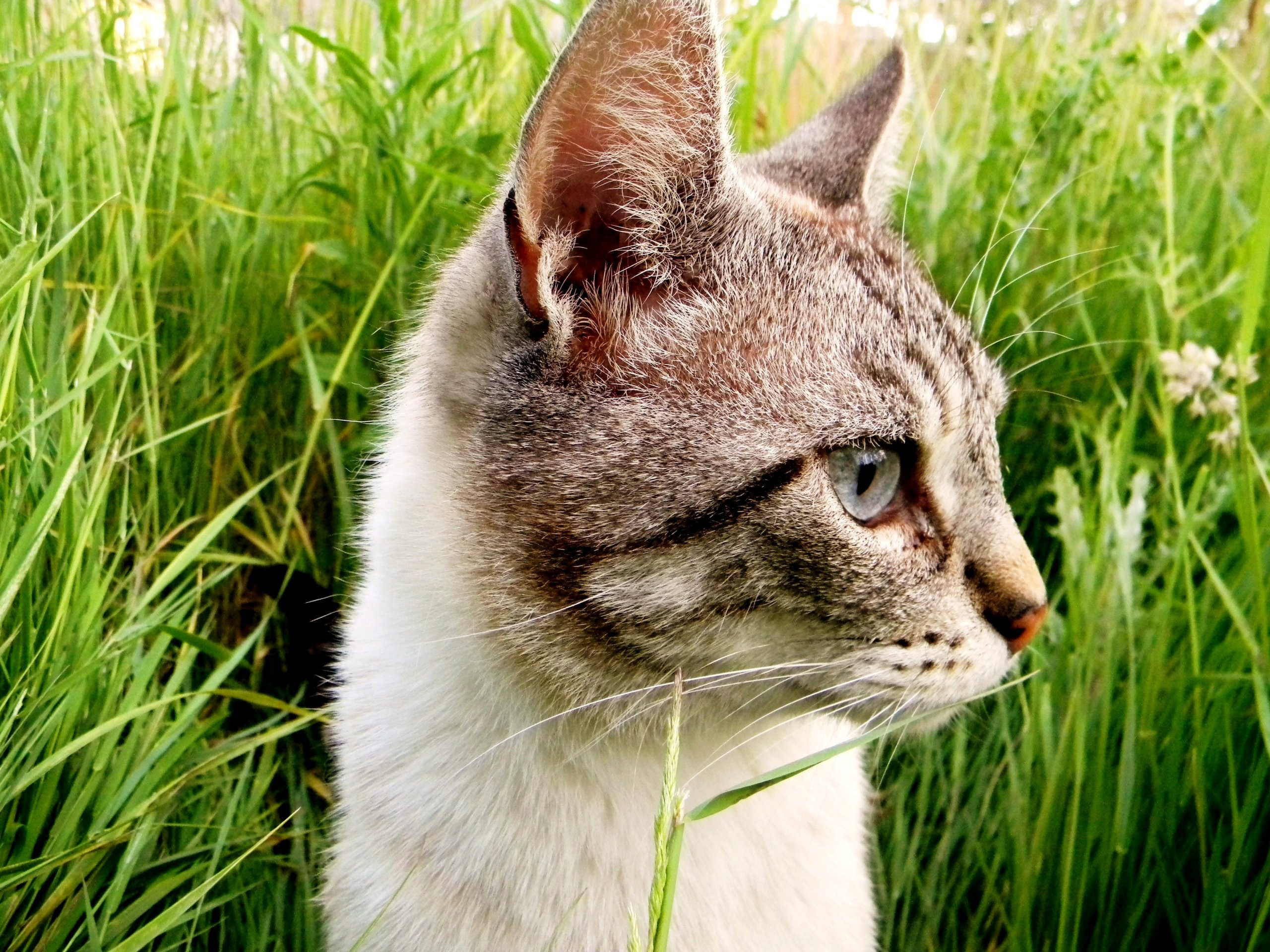 Baixe gratuitamente a imagem Animais, Gatos, Gato na área de trabalho do seu PC