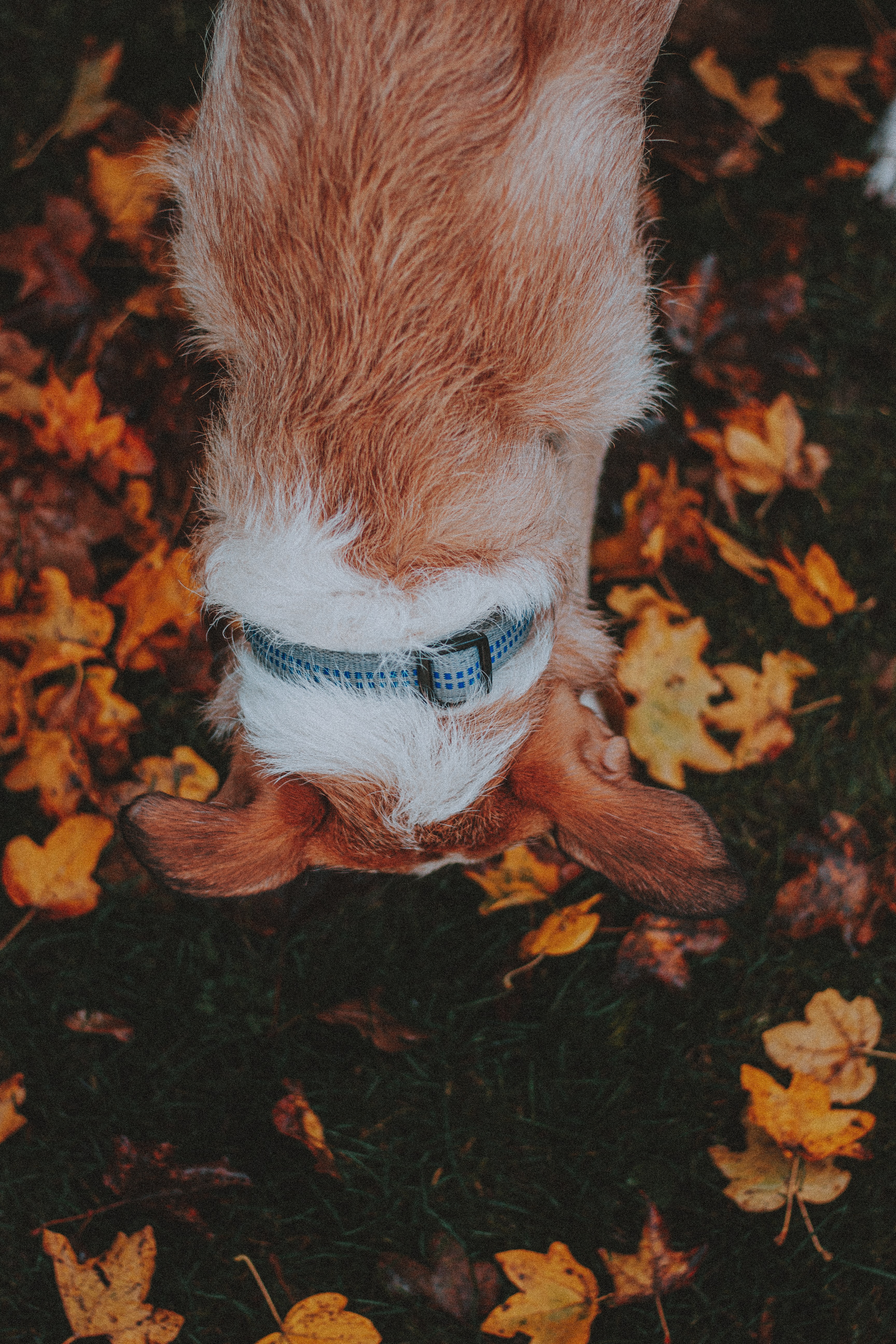 Free download wallpaper Grass, Dog, Pet, Animals, Autumn, Leaves on your PC desktop