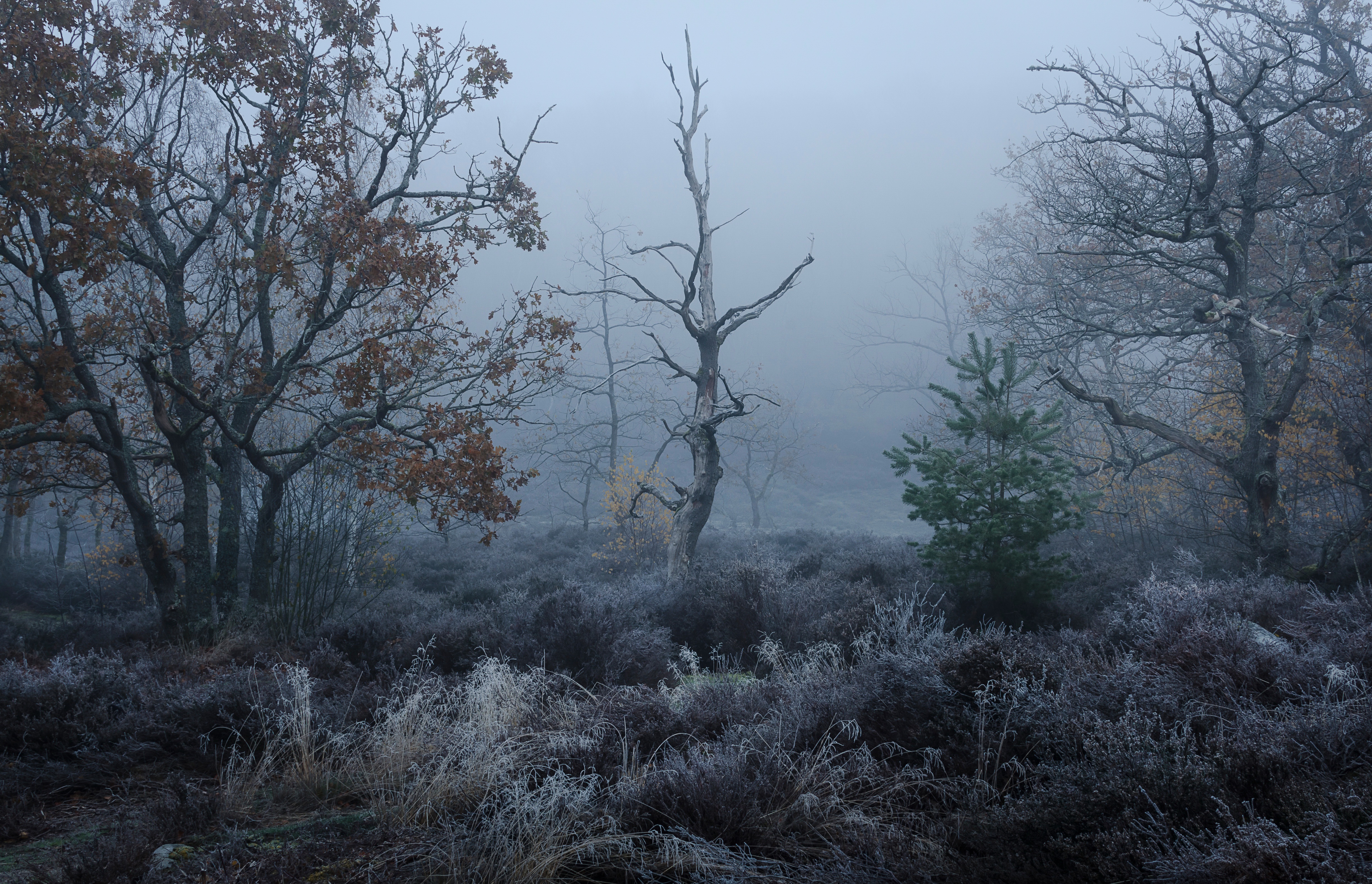 Laden Sie das Natur, Wald, Nebel, Erde/natur-Bild kostenlos auf Ihren PC-Desktop herunter