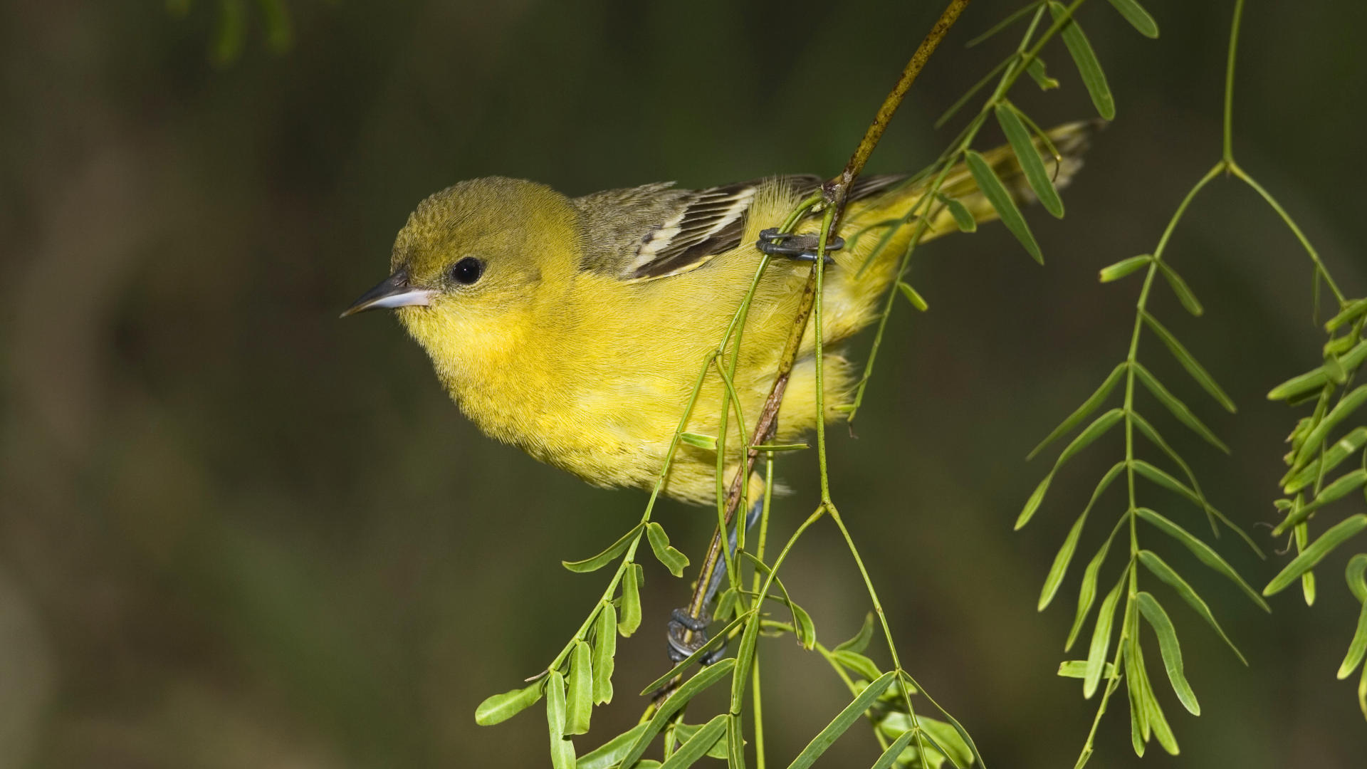 Descarga gratuita de fondo de pantalla para móvil de Animales, Aves, Ave.