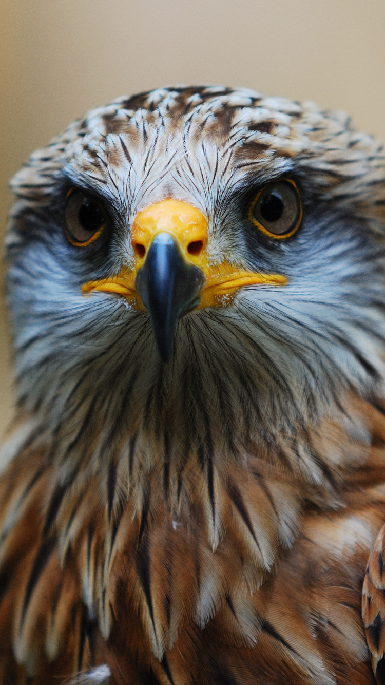 Download mobile wallpaper Birds, Animal, Hawk for free.