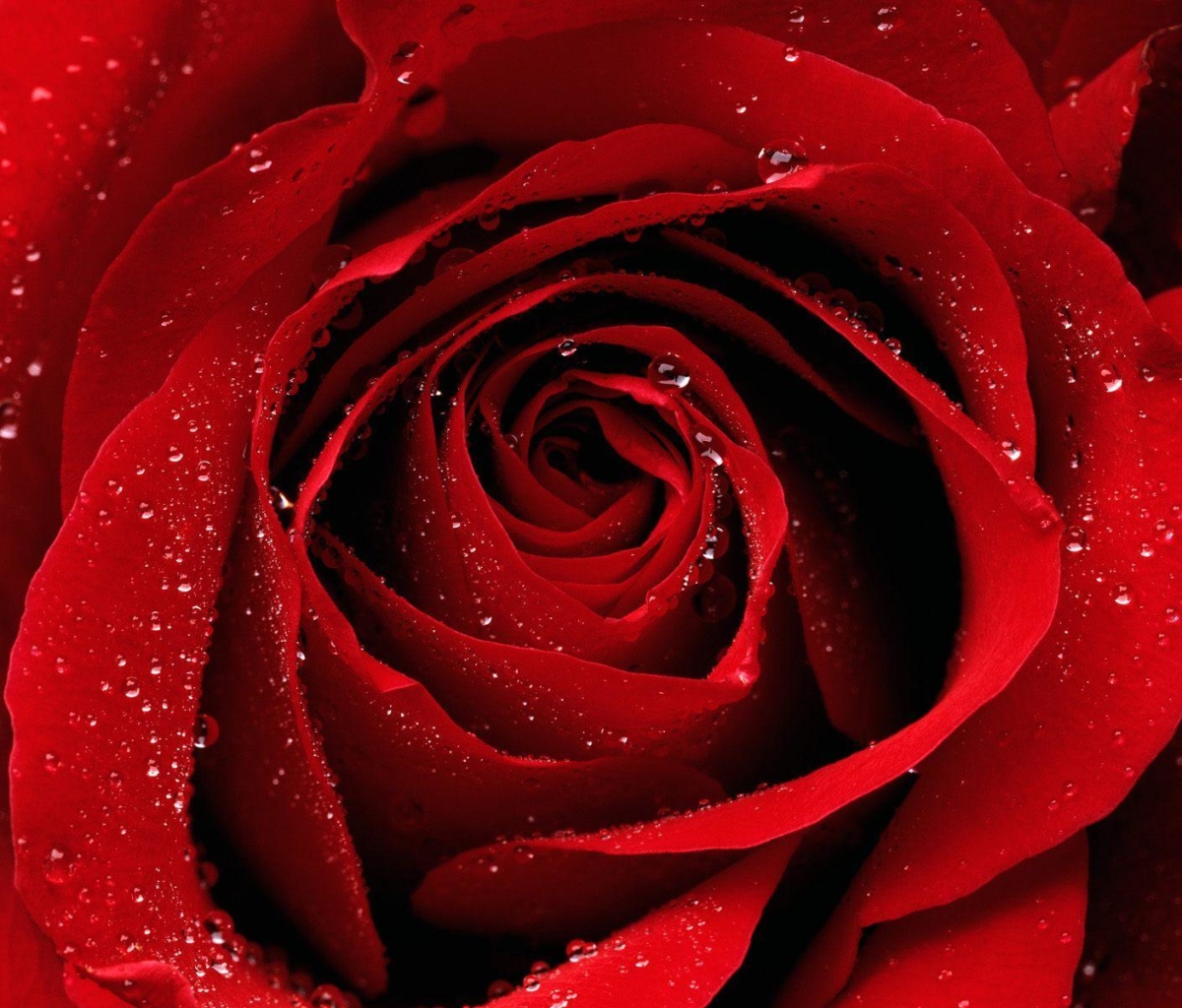 Download mobile wallpaper Flowers, Rose, Earth, Red Rose for free.