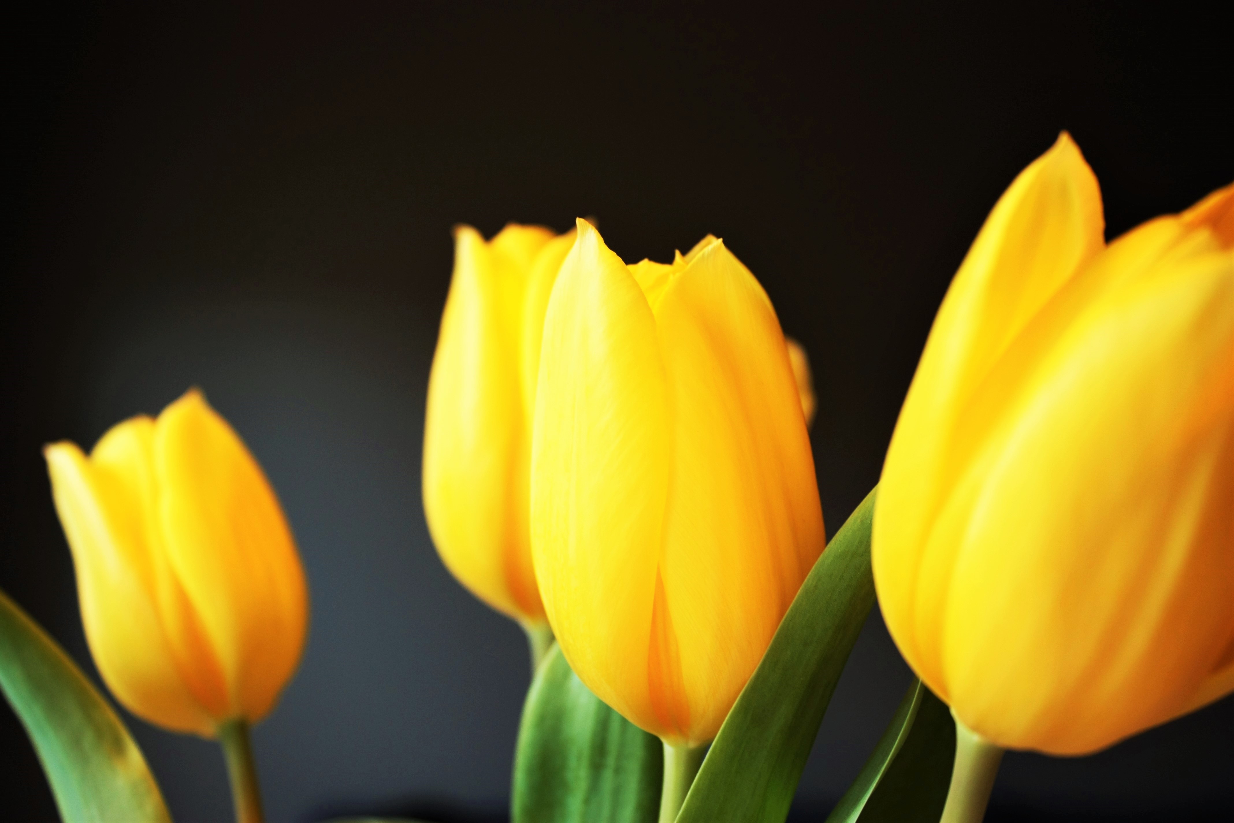 Free download wallpaper Flowers, Blur, Smooth, Tulip on your PC desktop