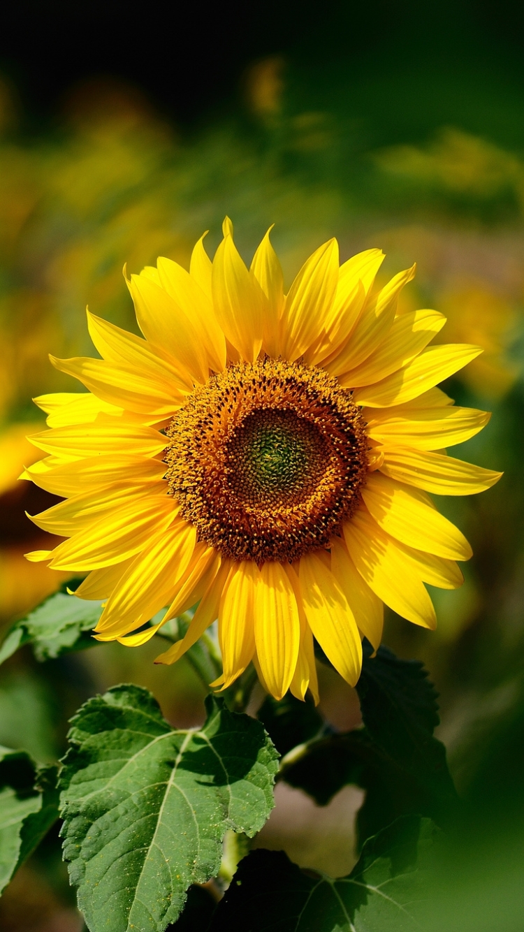 Téléchargez des papiers peints mobile Tournesol, Fleurs, Terre/nature gratuitement.